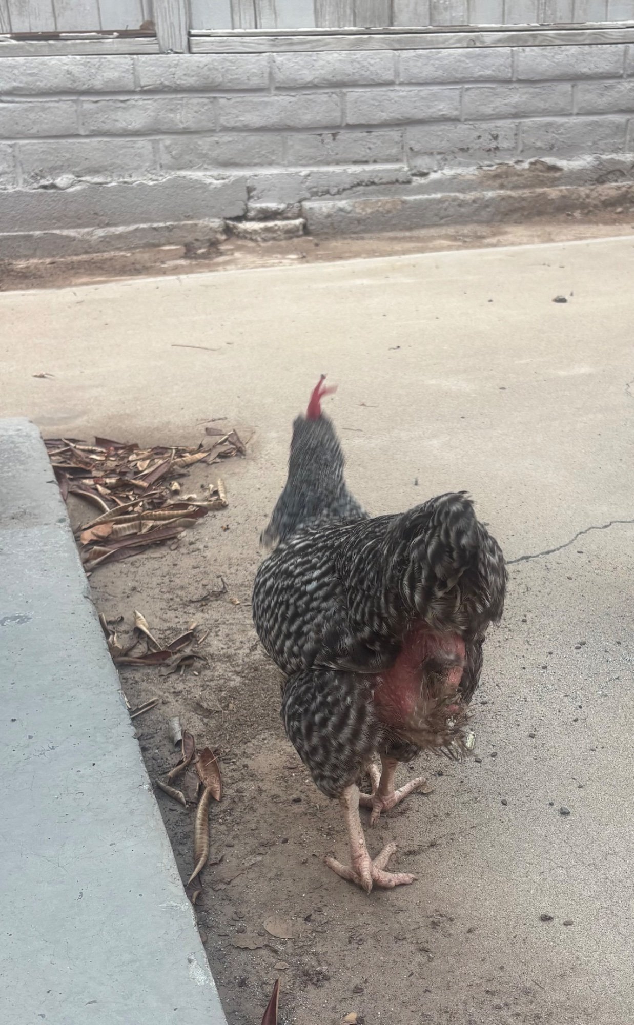 Official BYC Contest—Post Your Best (Worst) Chicken Molt Pictures - 2025 9.jpg