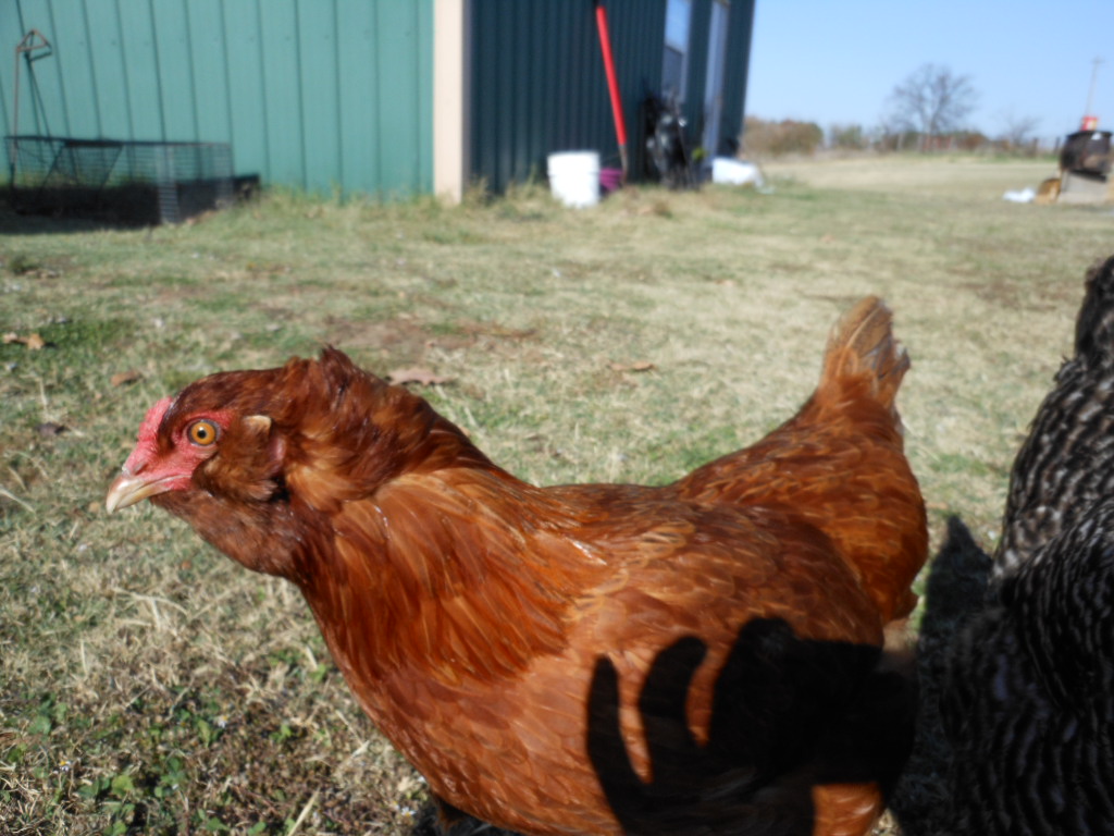 Offspring of Easter Egger roo and Production red hen.