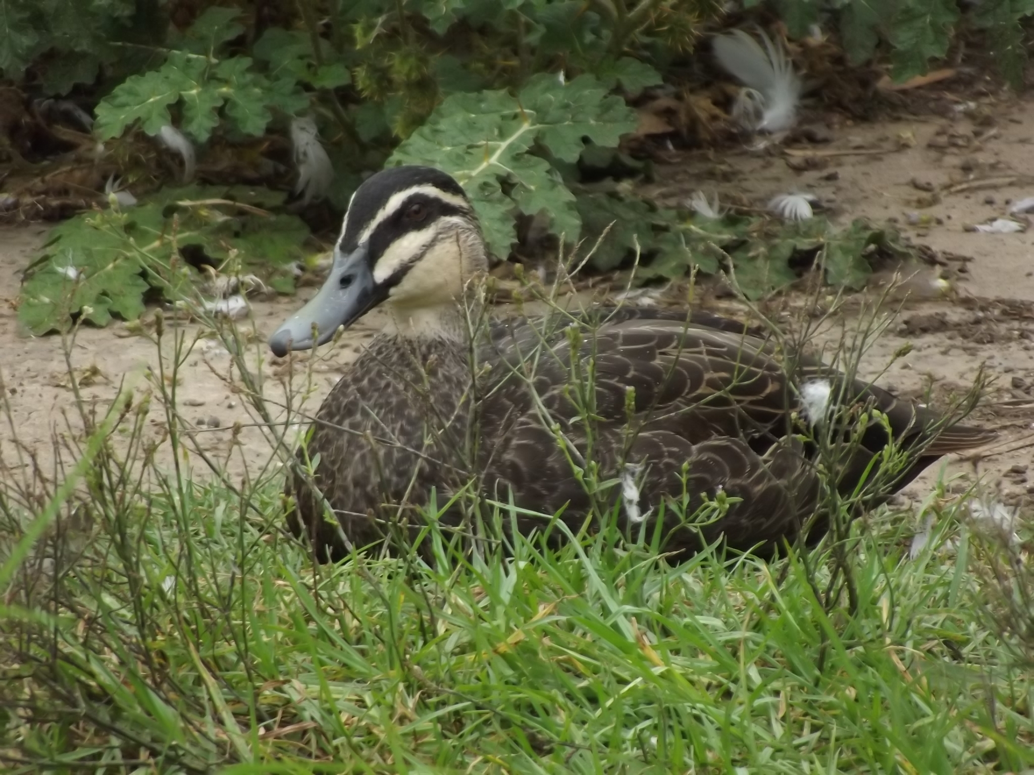 Often he would fly off in a little circle and return to my side. At least 3 times in his life he flew too far and had to be brought back by search party. He had learned to come to my voice