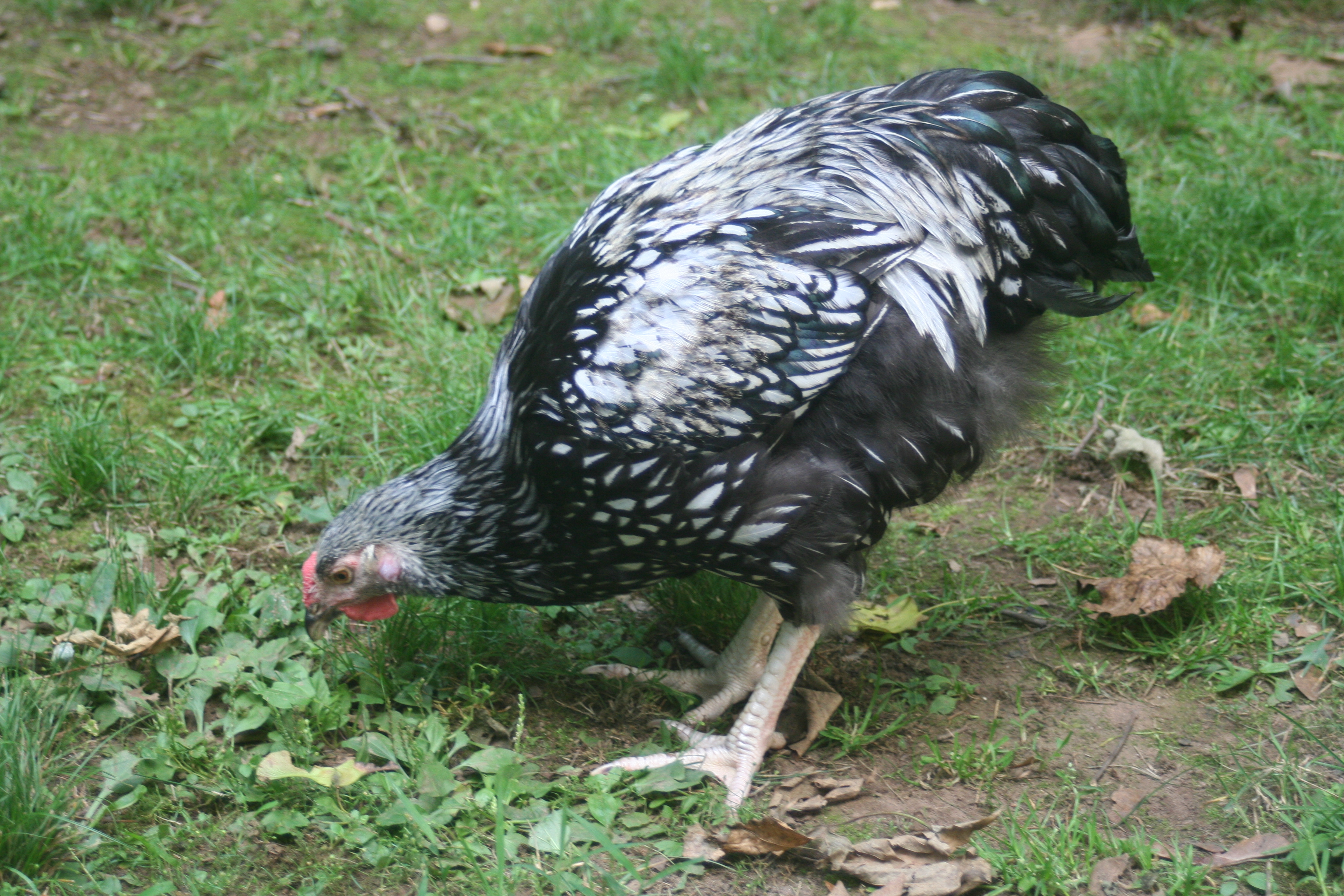 "Oh, Henry!"
Silver Laced Wyandotte
hatched on Feb. 3, 2012, 
found a new home on August 25, 2012 in Harwinton, CT
