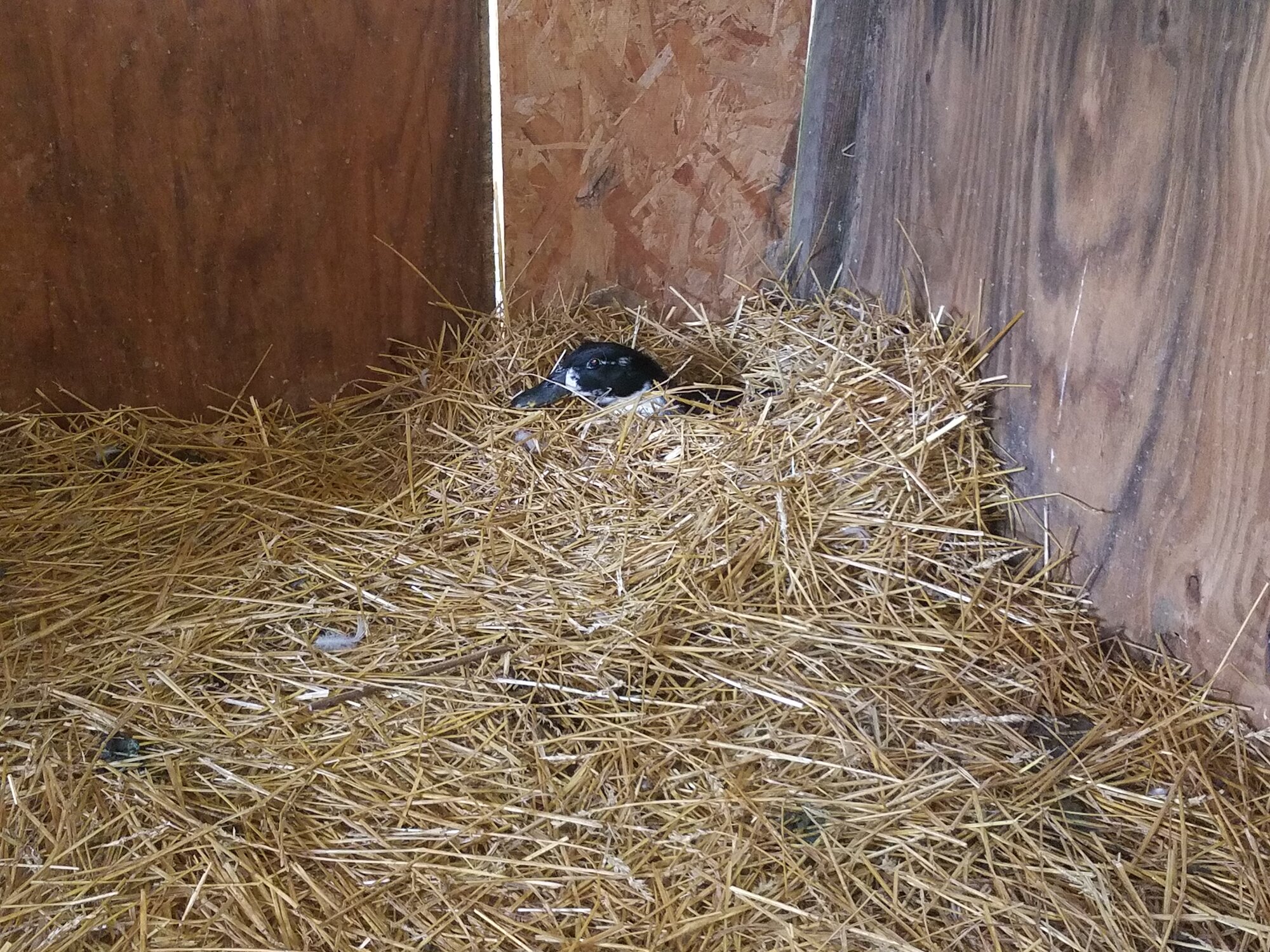 Oh No! - Another broody…