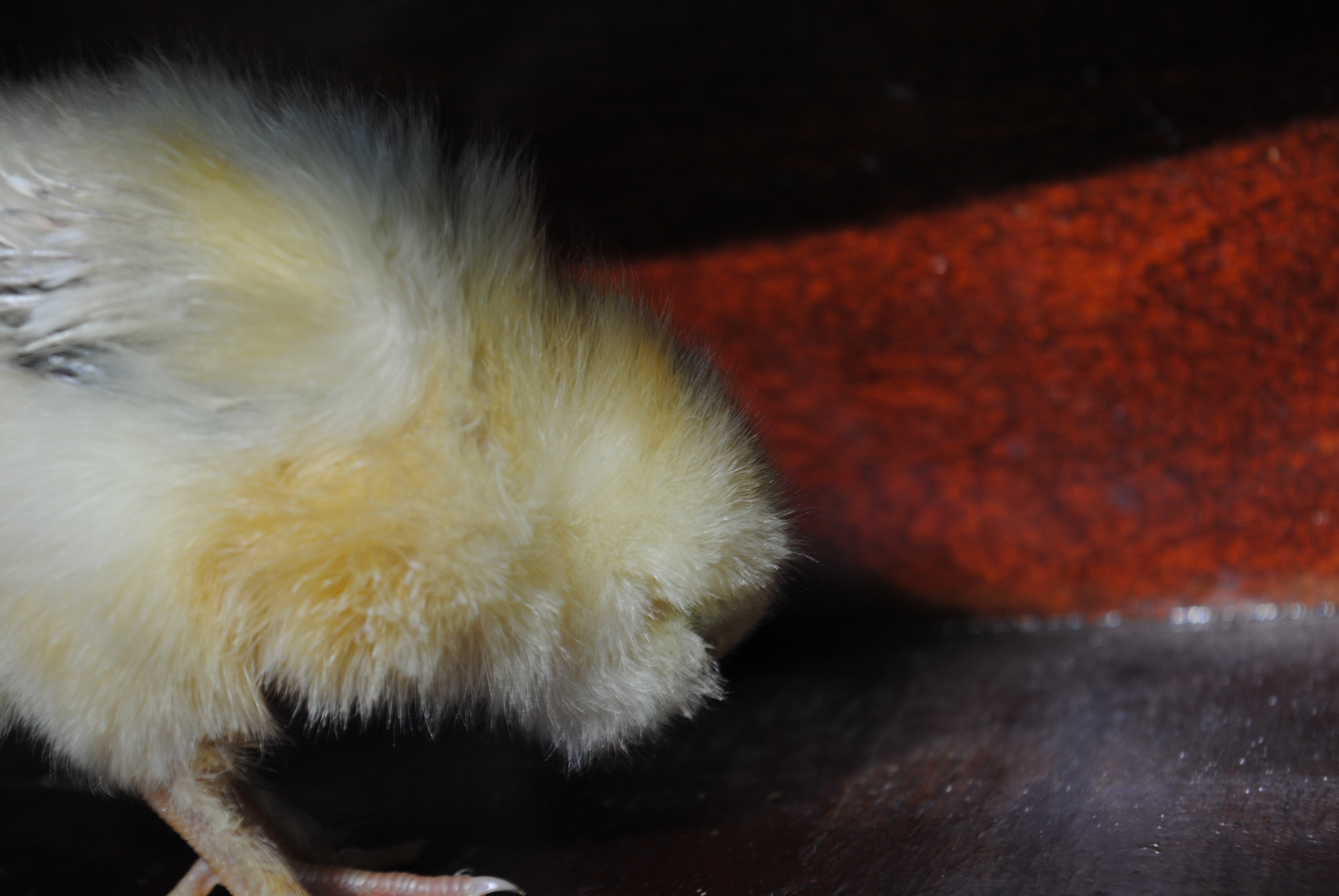 Ohh.... what's that in the table?