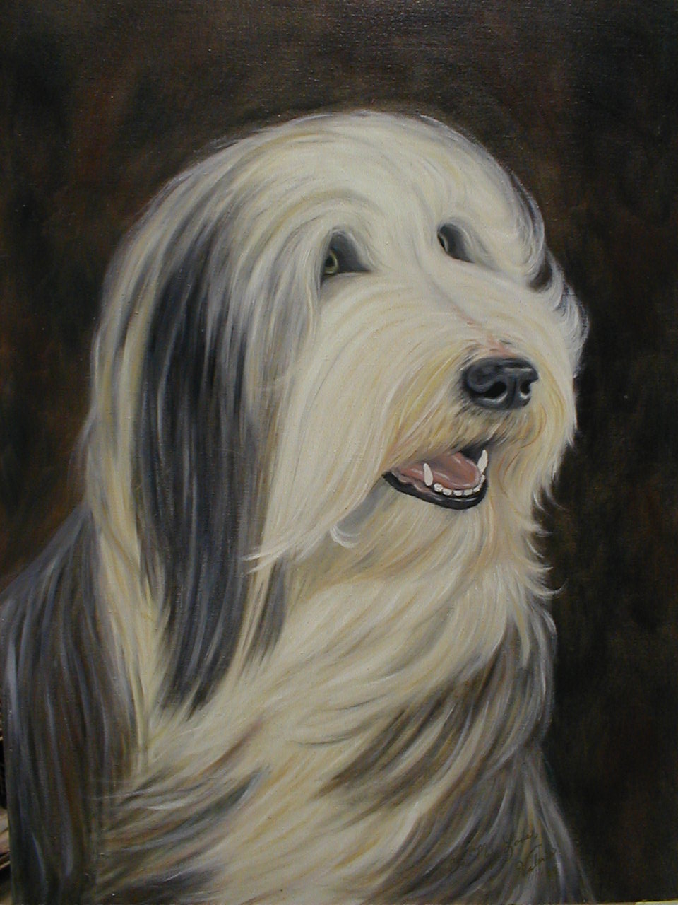 Oil painting of our Bearded Collie dog