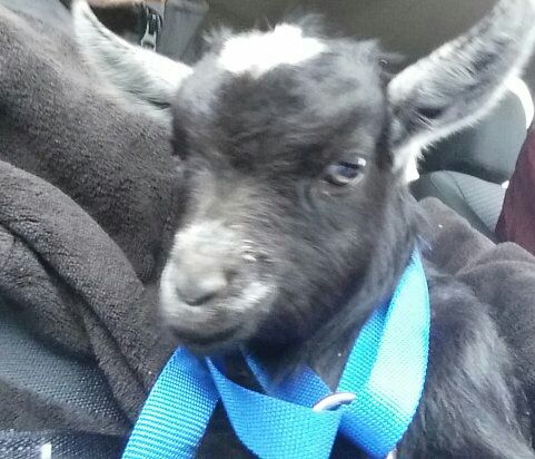 OJ is 5 weeks old bottle feeding was wondering how much you feed him at a time and how often and what milk is the best for him