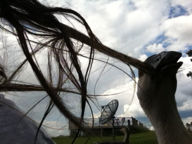 Ok, bit of a description needed here. The geese we hatched from eggs like to nibble on my hair.  Actually, they LOVE to nibble on my hair.