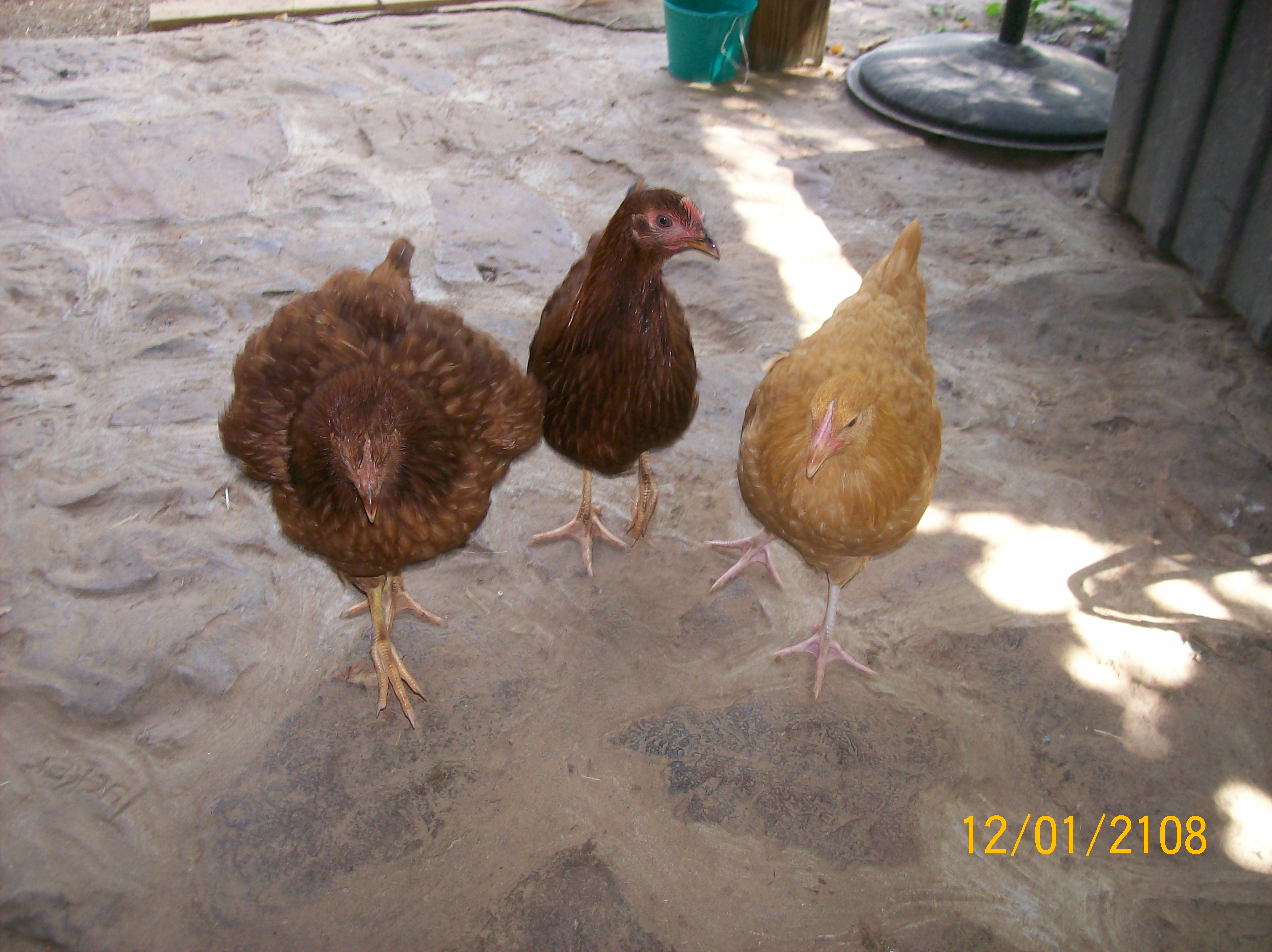 ok hurry let;s go get bug's