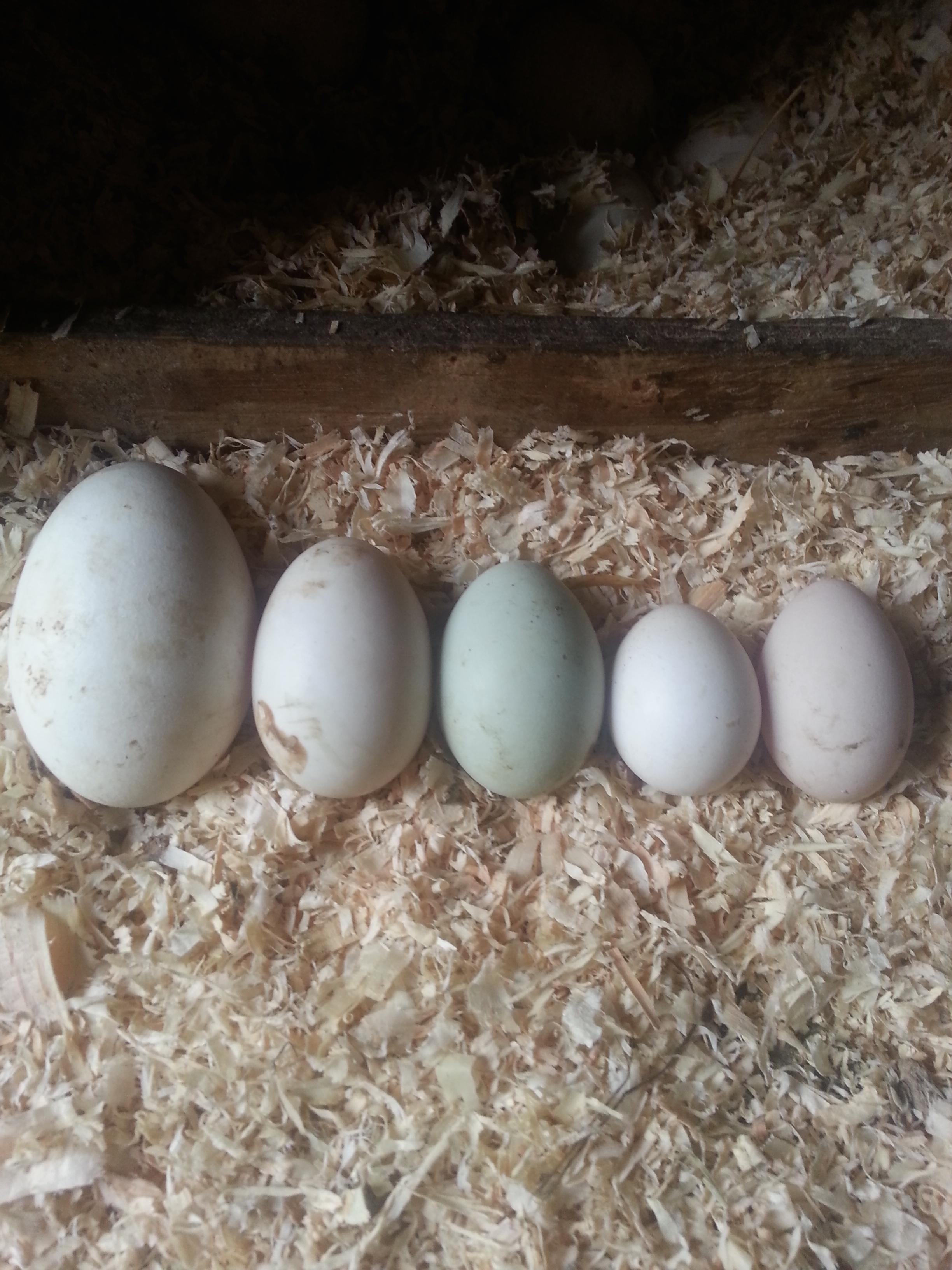 Ok, so, We have Bonnie's egg, then a duck (Blue Swedish/mix no doubt) then a regular Americana chicken, then my frizzle. Next to that is my silkie mixed with frizzle bantam that lays turbo eggs. Fits her personality! Look regular, but it is actually long and skinny.
