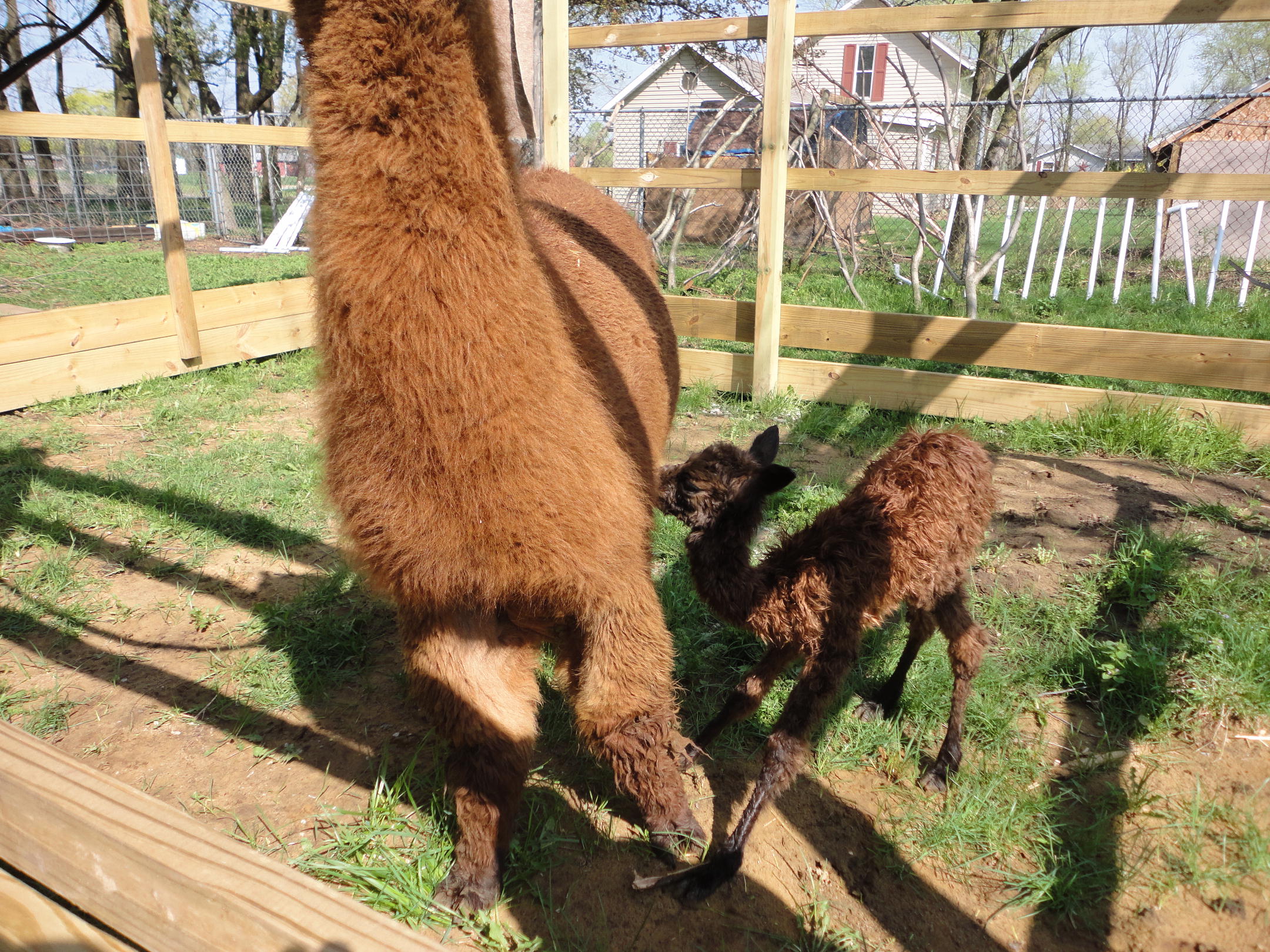 Ok, this is Lady Gwen with her dam, Camilla. We've been on daily cria watch since I noticed the 'angles' in Camila's belly in the first of February!! Baby is full term and in great shape. Same coloring as her dam with more of the black points. We are watching the fleece to see how it turns out. We are highly suspicious that the sire is our true black Modelo Especial son, Giorgio. IF this proves the case, then Giorgio is one very special stud, indeed!! Cheers all and enjoy. Gwen is just standing up for the first time. Doing Well!