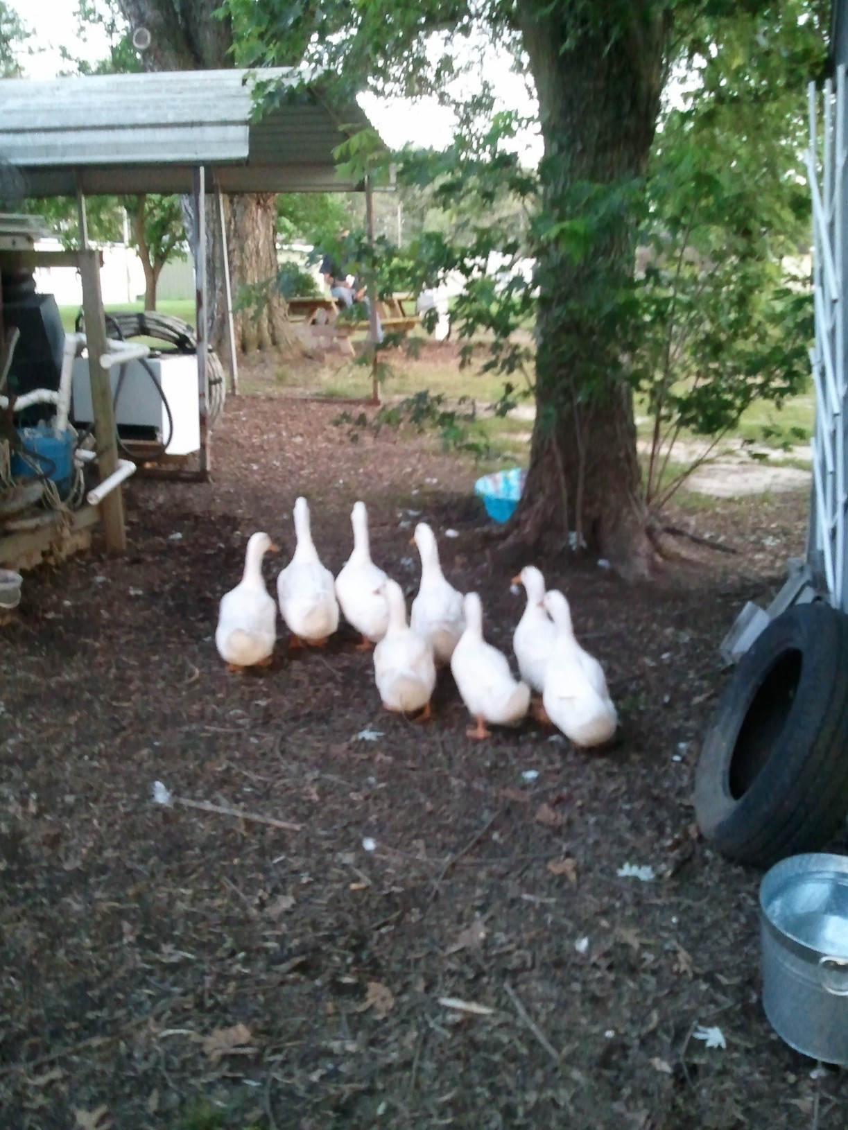 Okay its been along busy day , back to the coop to rest.