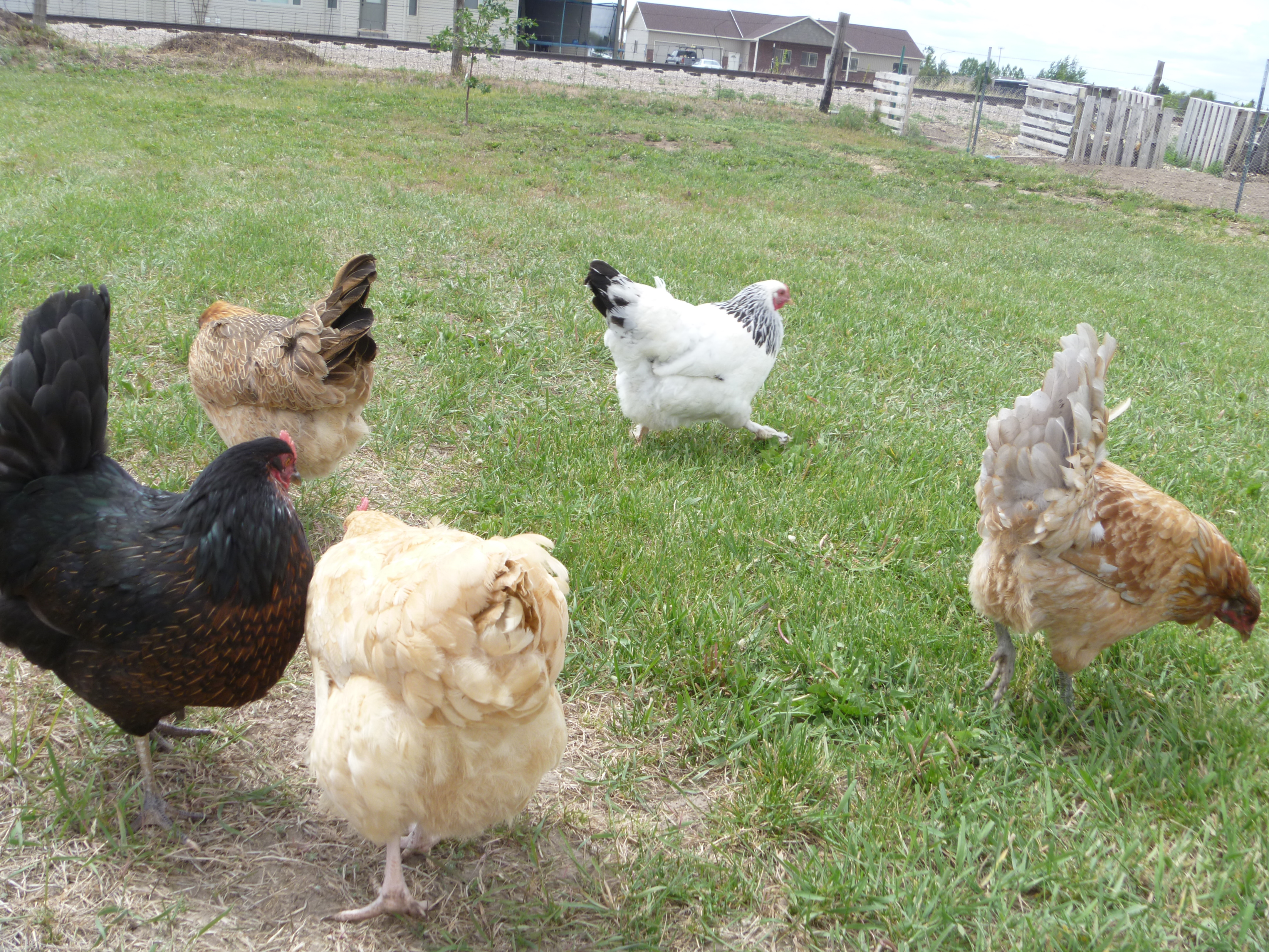 Okay, L-R: Joe,(BSL), lays a small brown egg, Mermen (EE), Maple's behind (BO), Sam (light Brahma), and Ethel (EE)