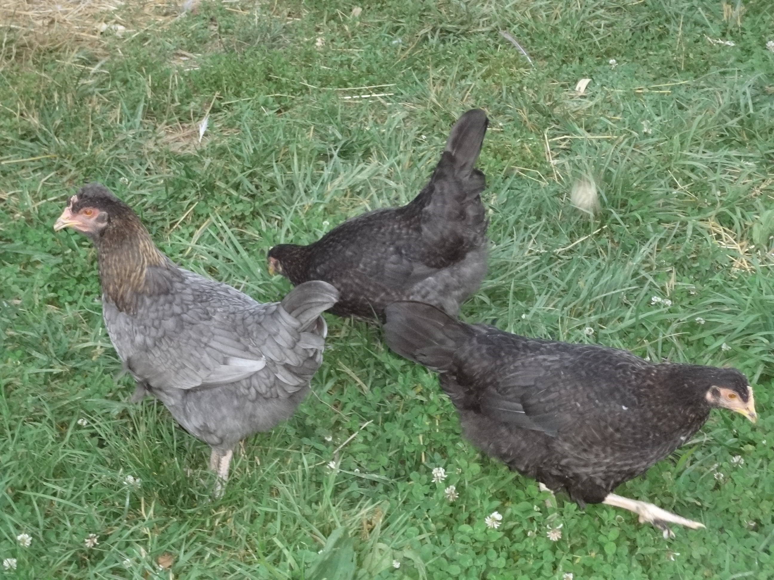 Okay, today we are 3 months old & no idea if we are hens or roos.  
These birds are really hard to tell sex on.