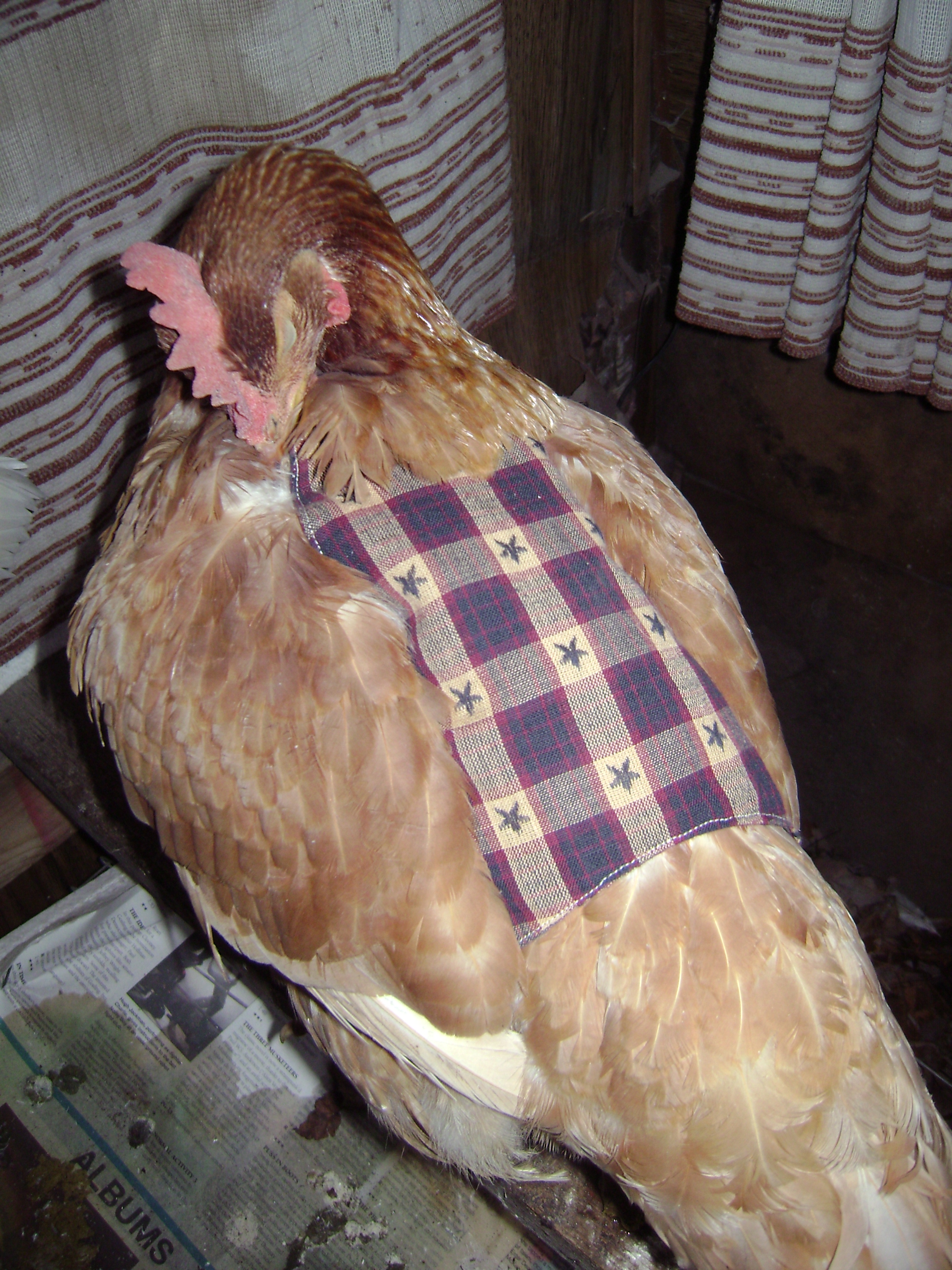 "ol red" a new hampshire i rehomed. She was too food agressive for my EE's, and kept them away from the feed. She was sweet otherwise.