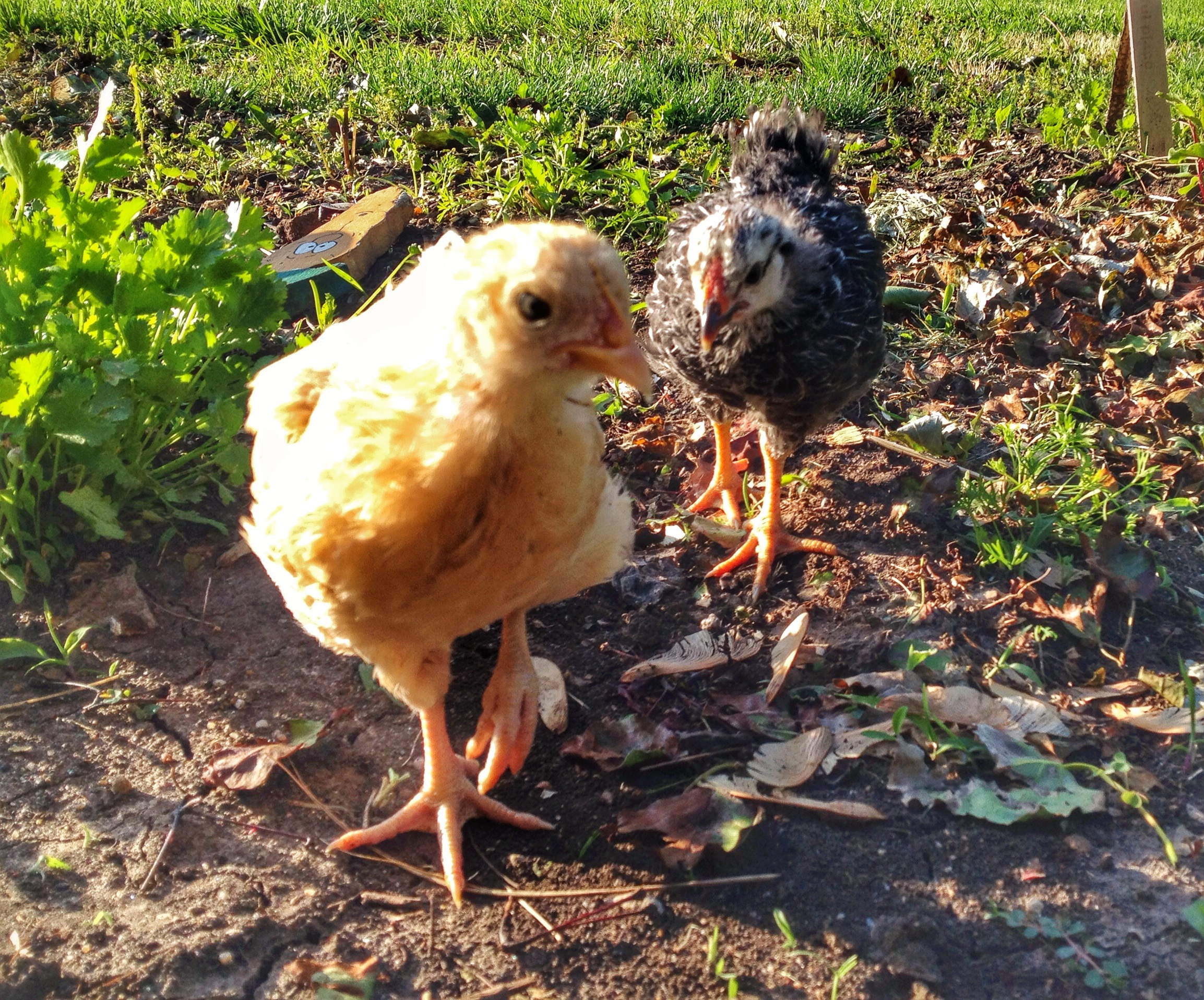 Olaf and Buck Cluck 5 wks old