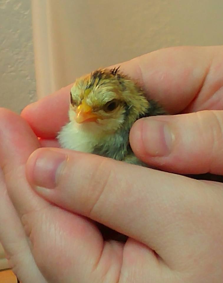 Olandsk Baby Chick - 1 day old - Name is Blue
