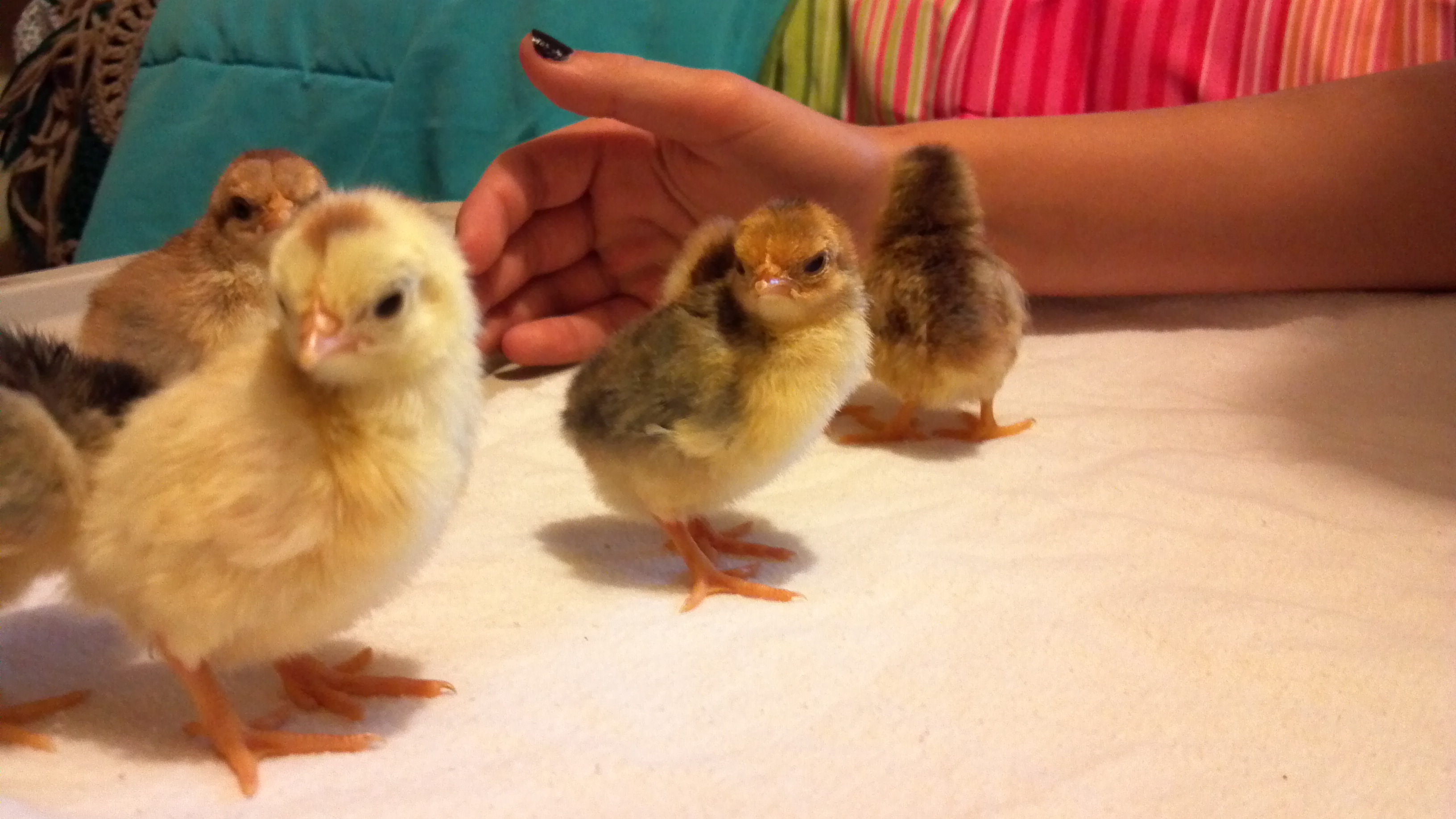Olandsk Dwarf chicks