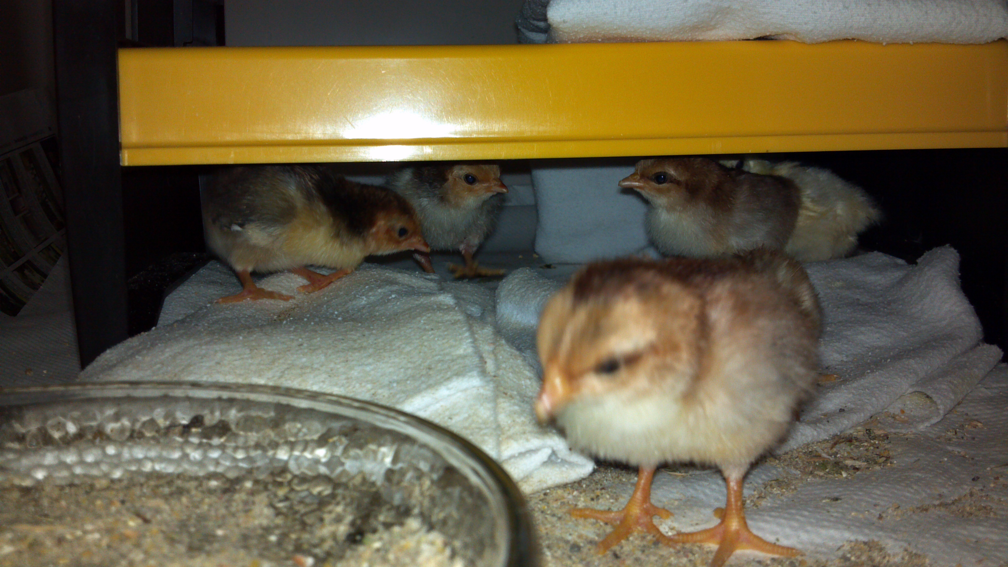 olandsk dwarf chicks