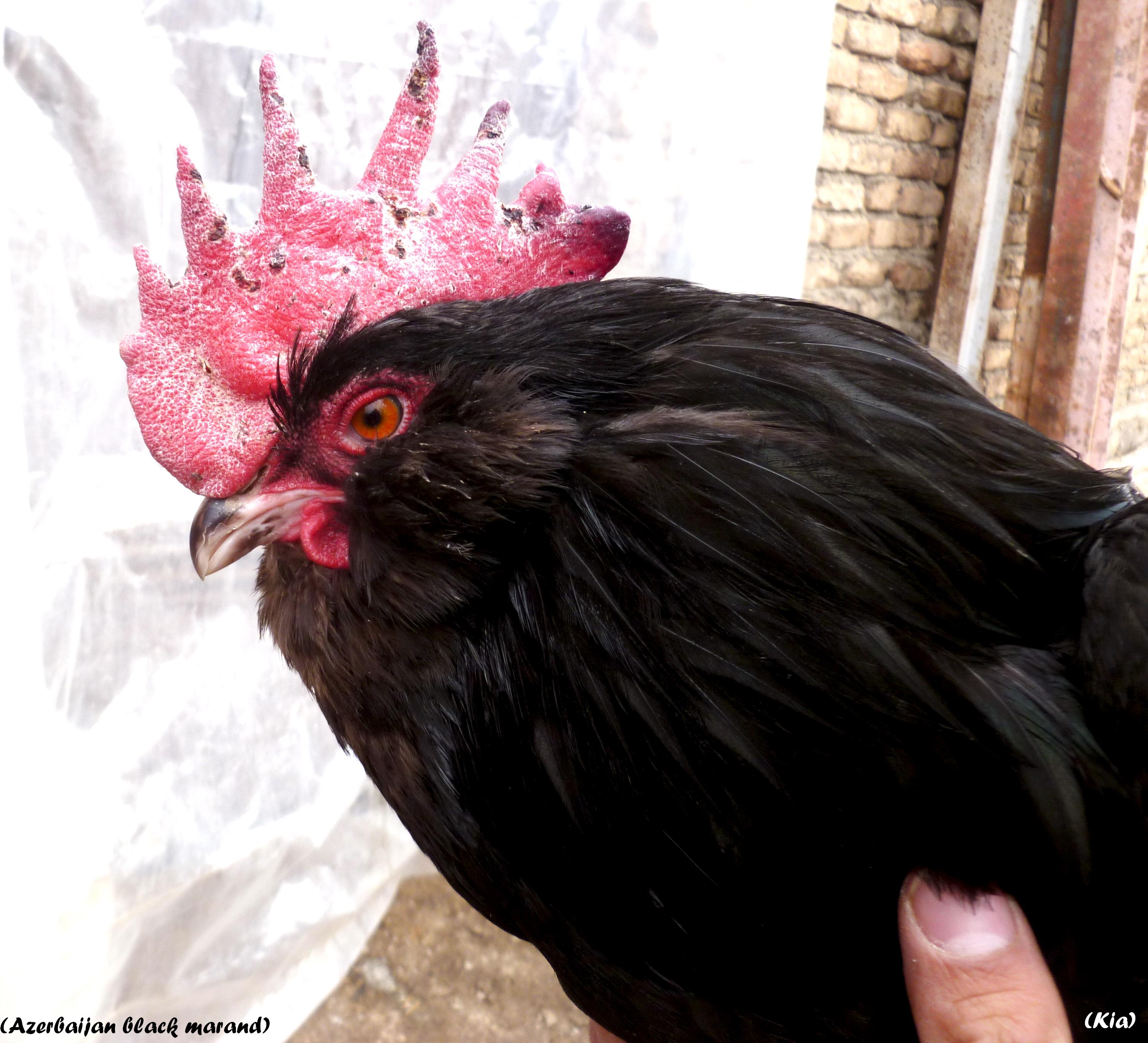 old azerbaijan marandi 
marand breeds