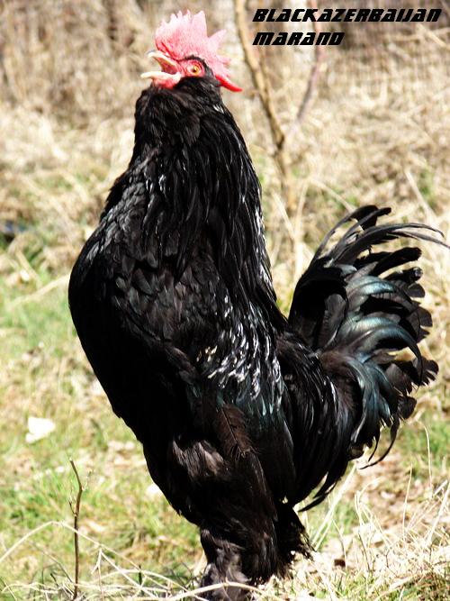 old black Azerbaijan 
breeds
