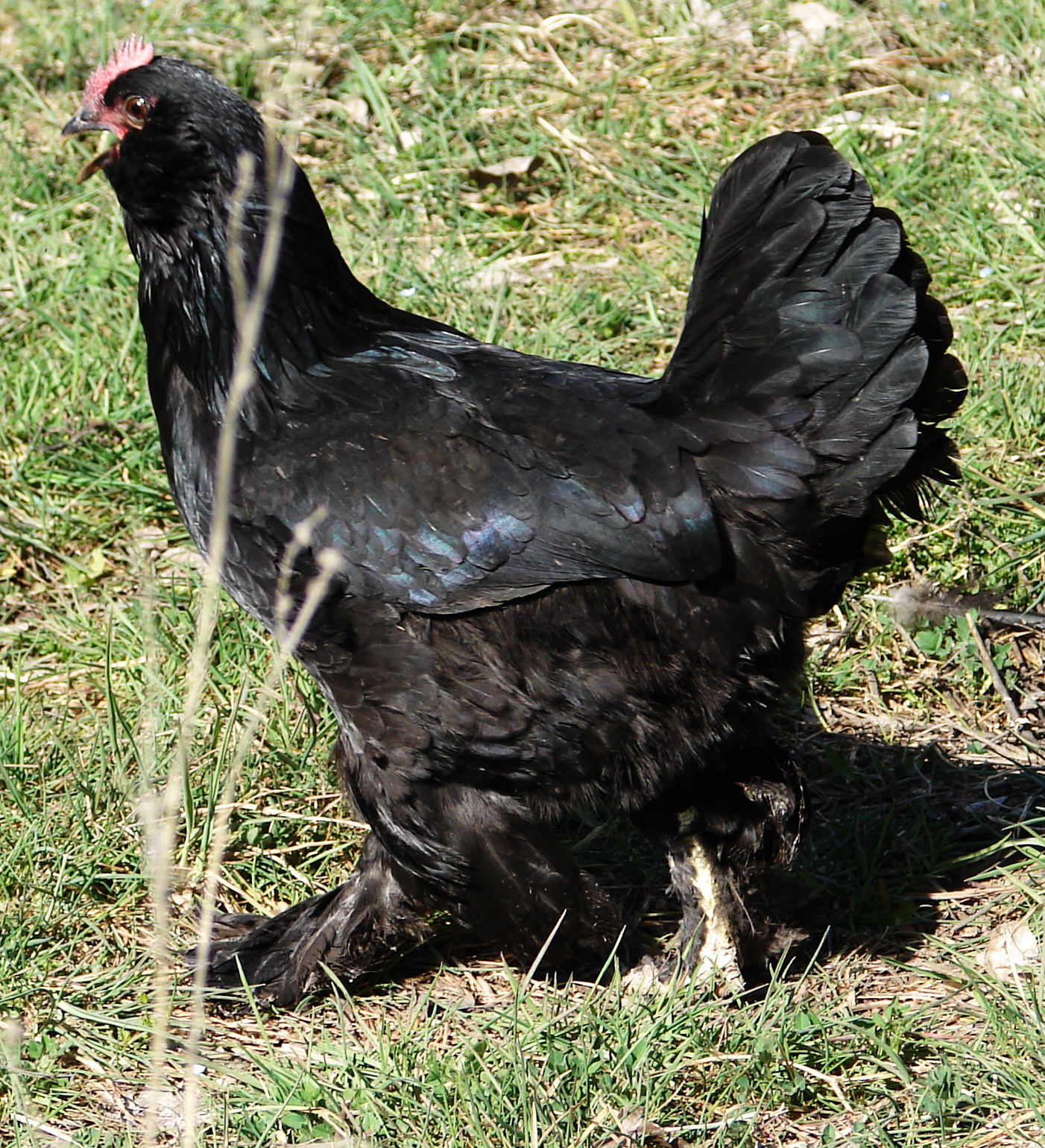 old black azerbaijan 

marandi