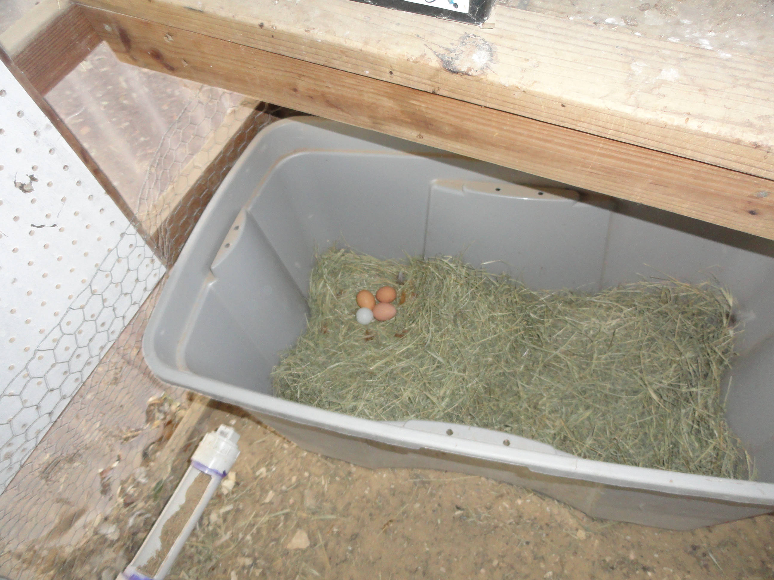 Old brooder box makes good use when there are no chicks.