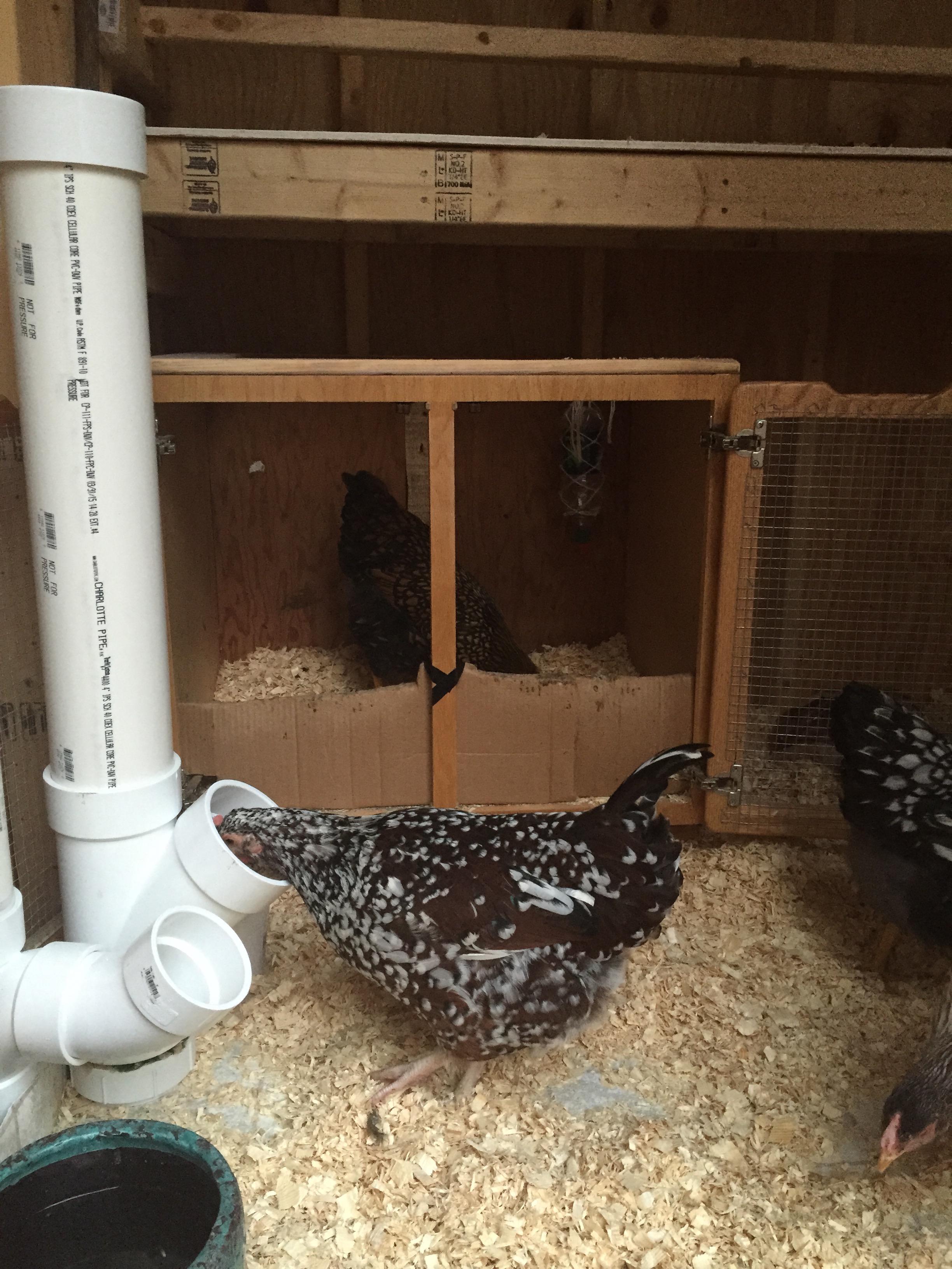 Old brooder tucked under the roost.  Chickens enjoying the PVC feeders.  Water at this point was in the clay pot in the front corner... This didn't last long!