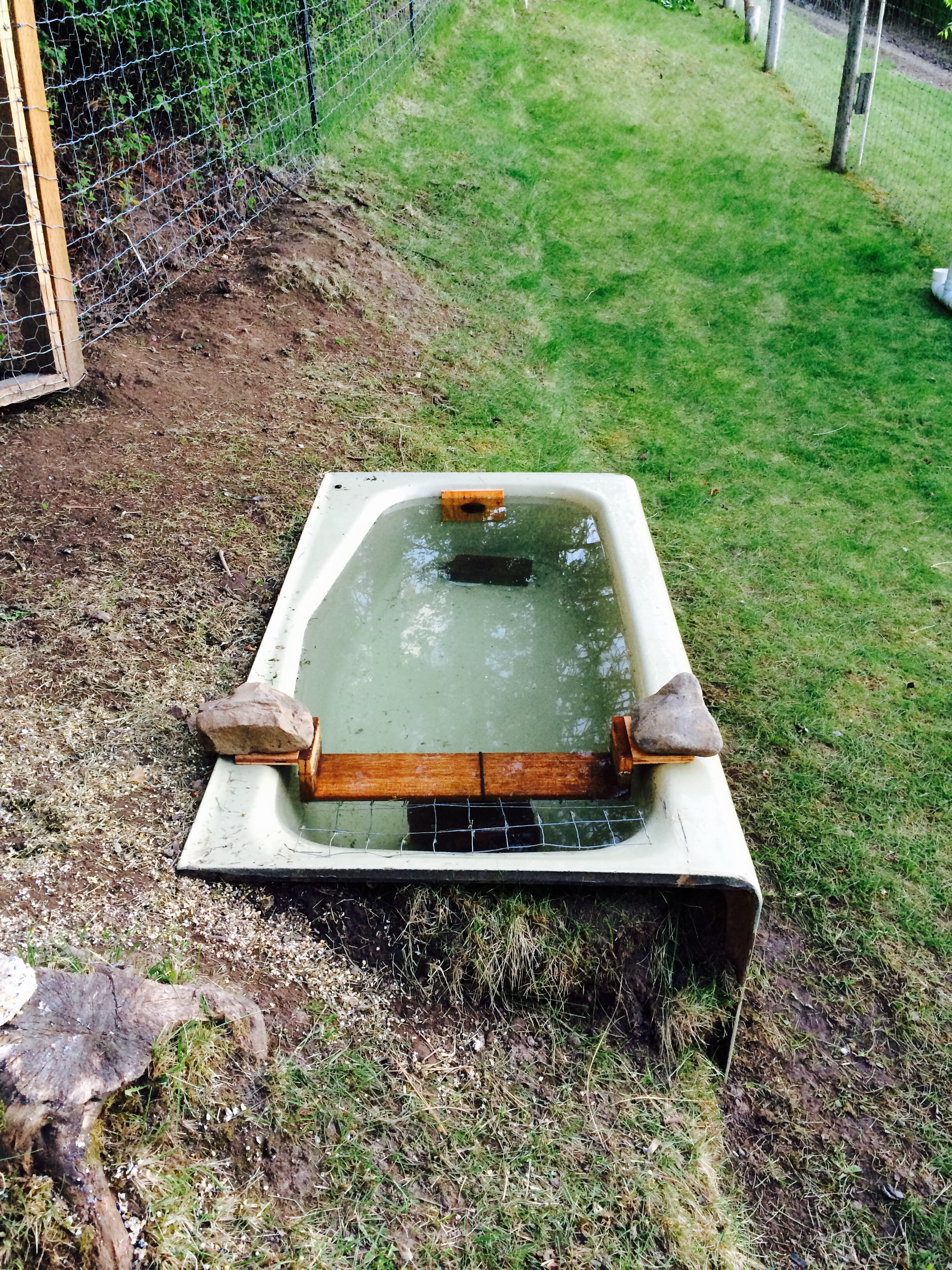Old cast iron bathtub for my geese that I got free off of CL.