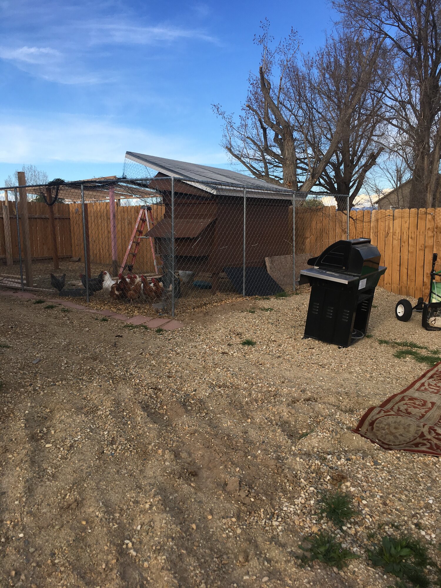 Old coop, start of new coop