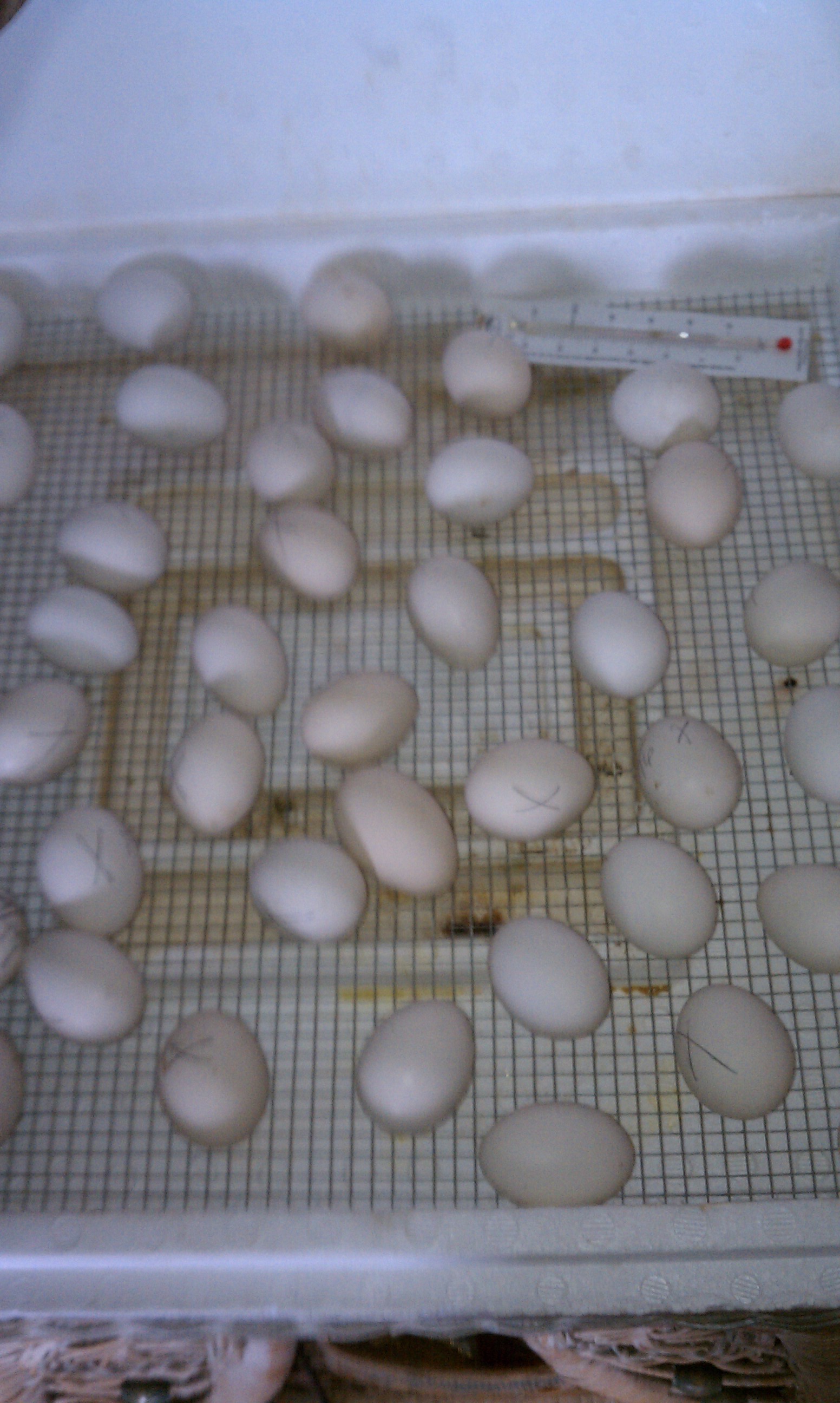 Old English Bantam eggs