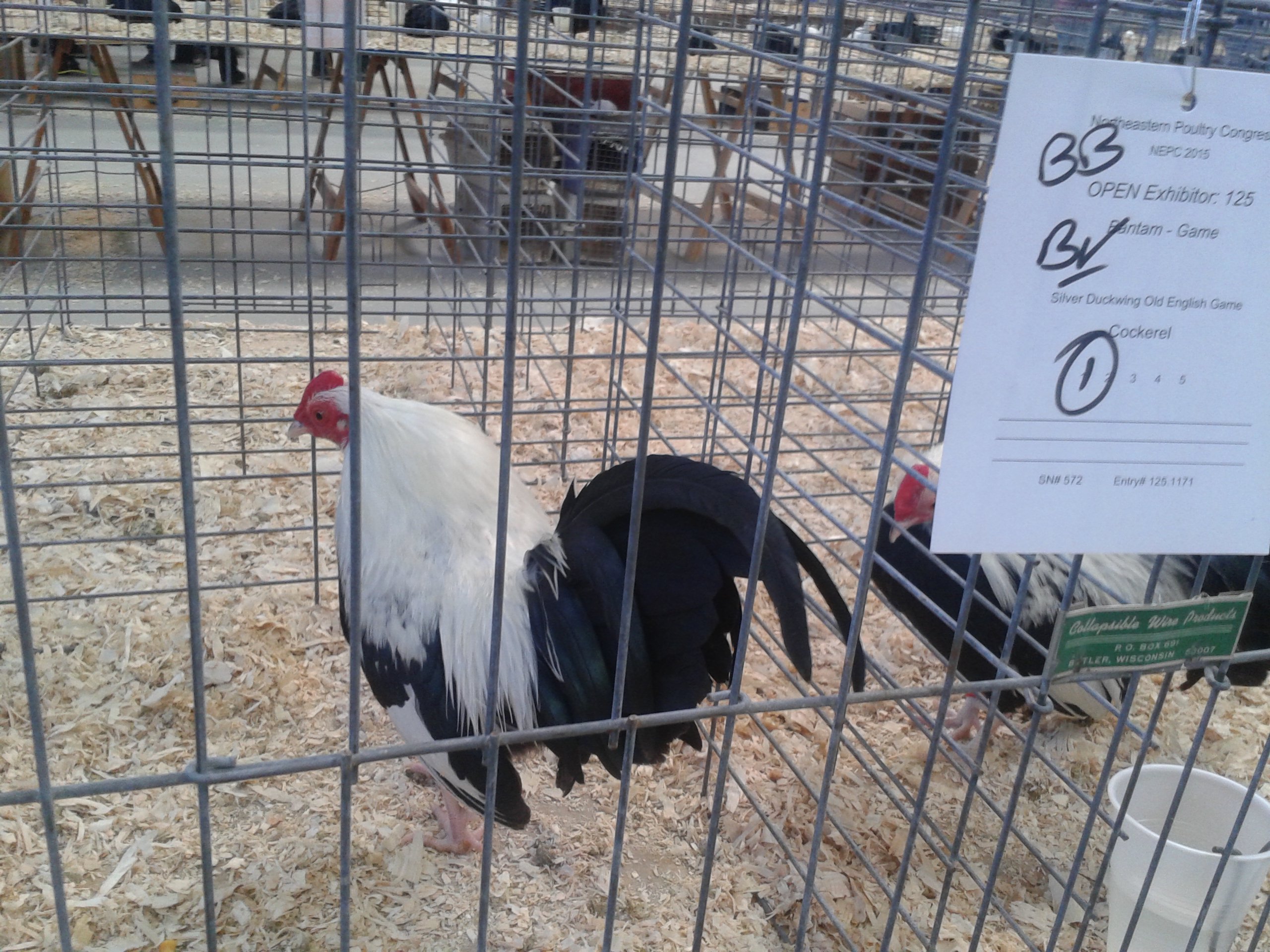 Old English Game, bantam, Best in Breed