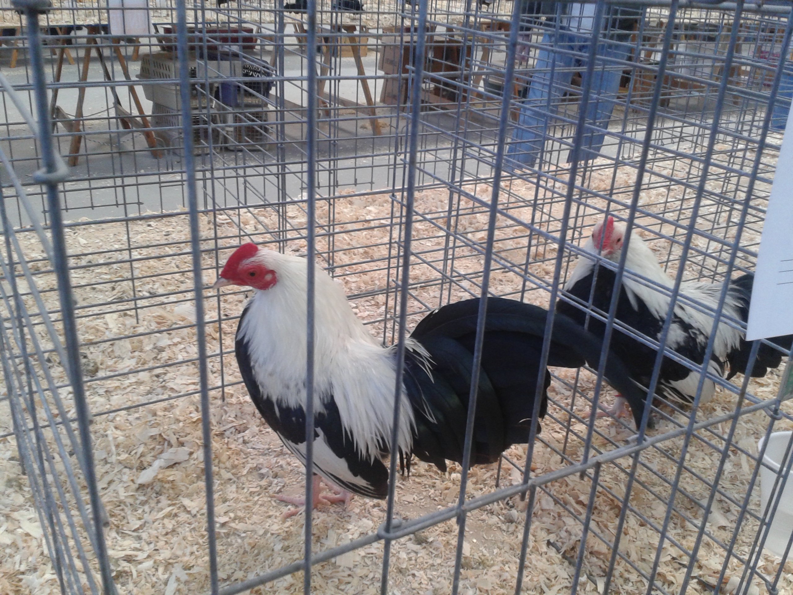 Old English Game, bantam, Best in Breed