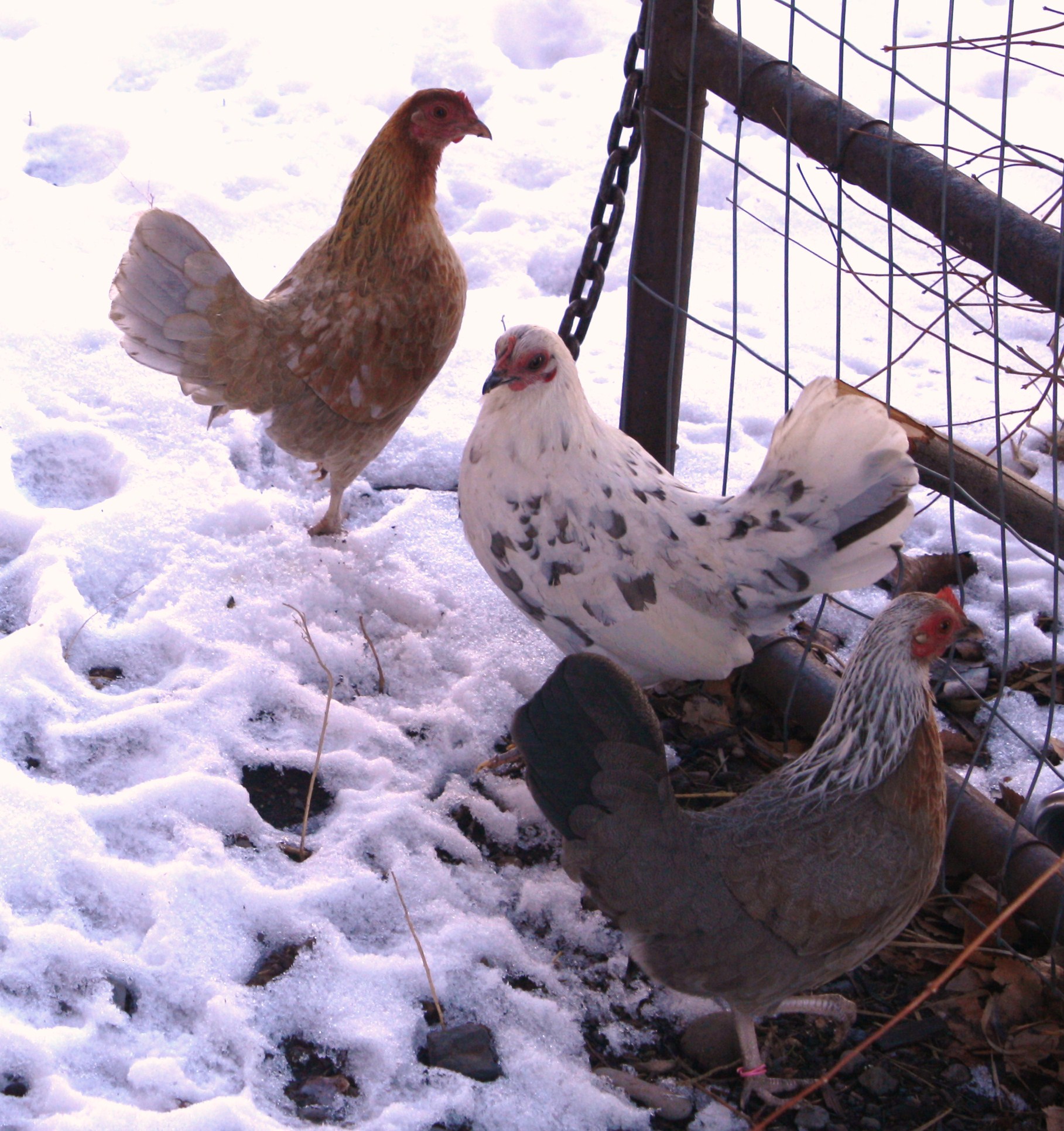 Old English Game Bantam Hens