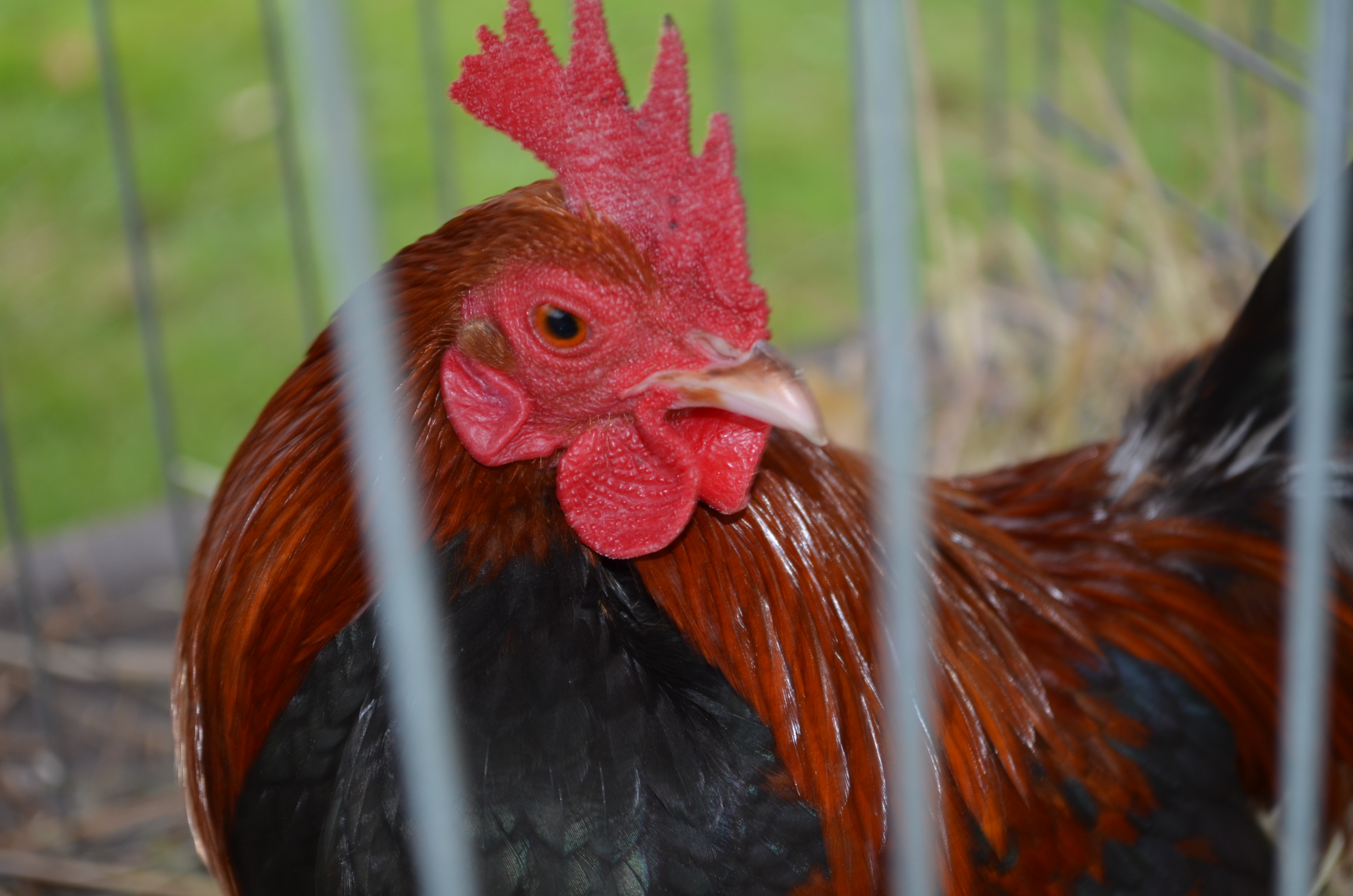 old english game bantam rooster