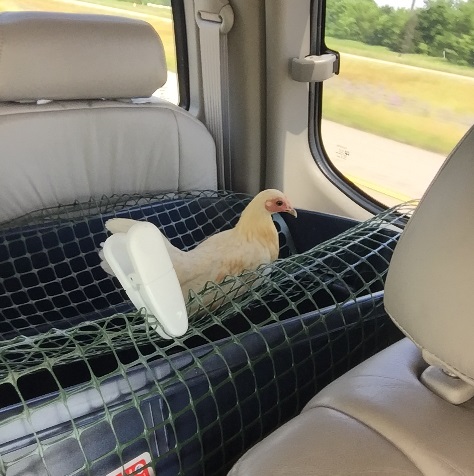 (Old English Game pullet)- Diva likes to watch out the window while riding along.