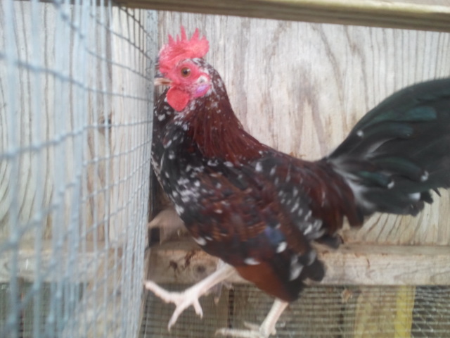 OLD ENGLISH SPANGLED