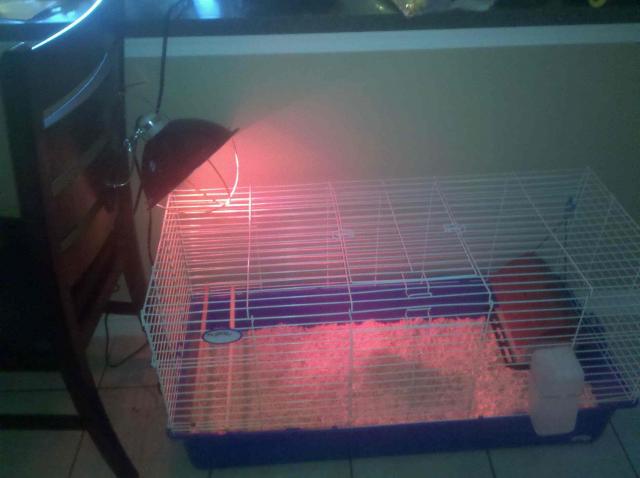 Old faithful Brooder rigged up out of what I happened to have. Have since added cardboard with zip ties to the sides. Keeps kitty paws away from swiping at the chickies.