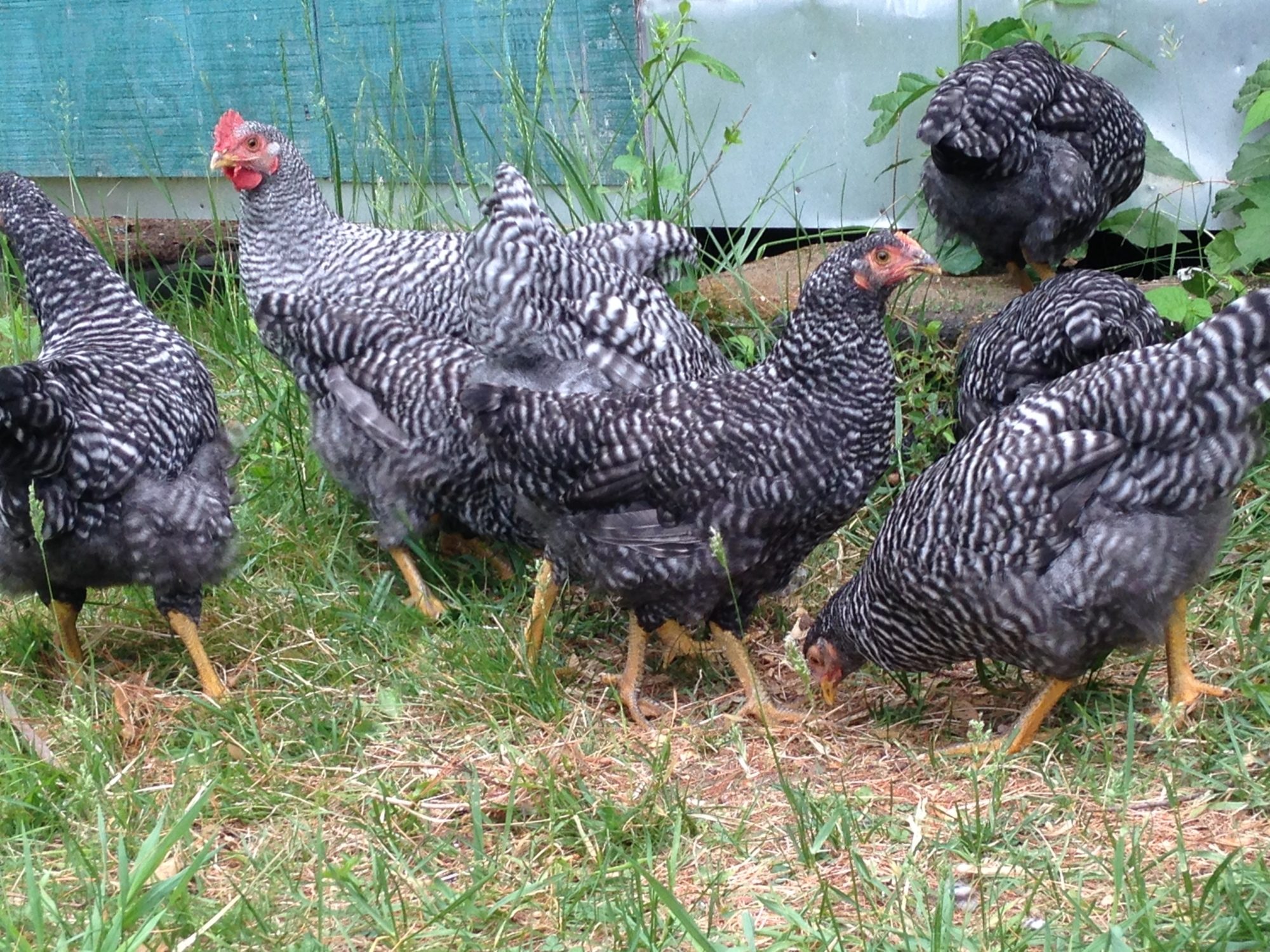 Old flock