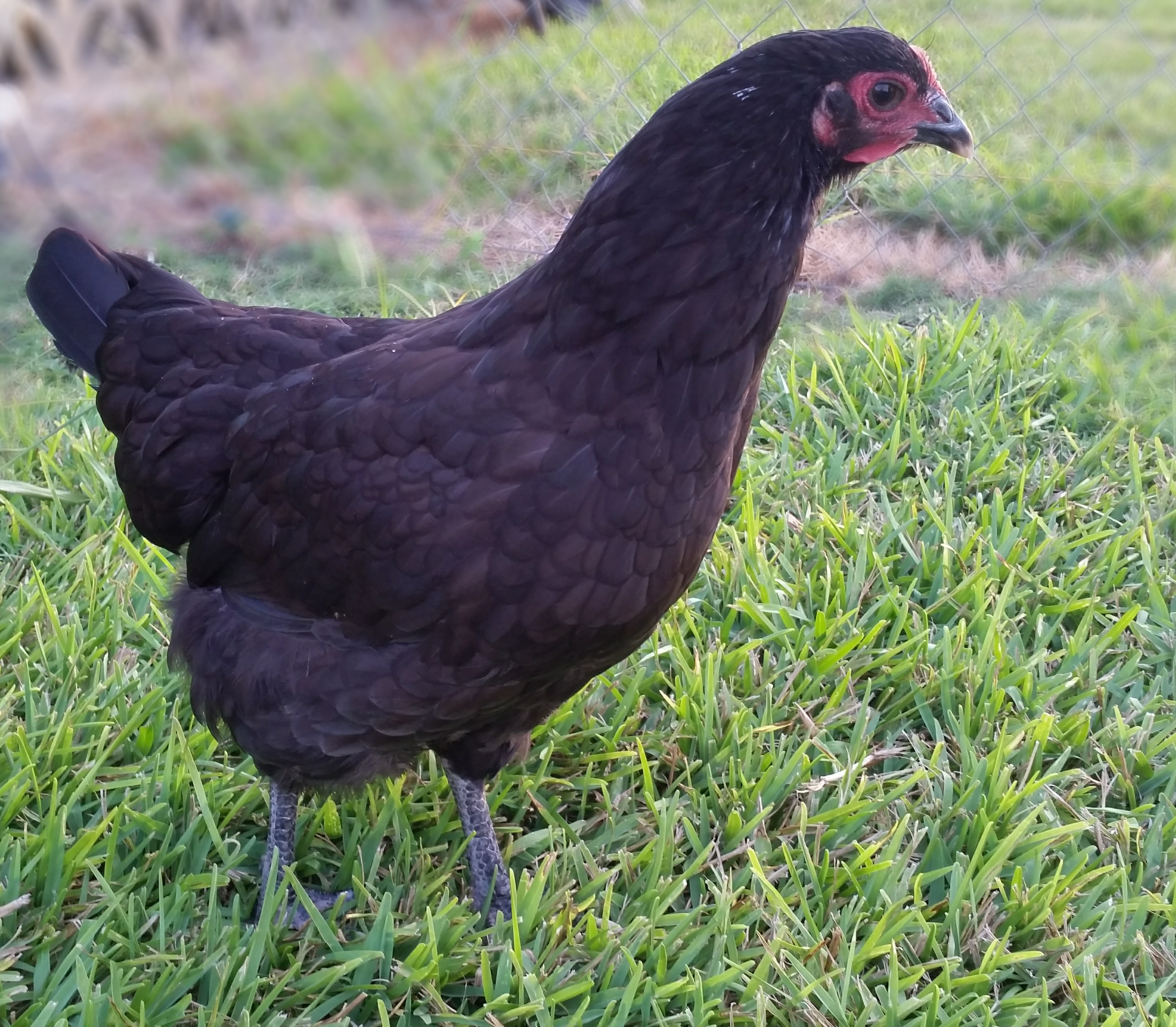 Old Lady Australorp 18 weeks