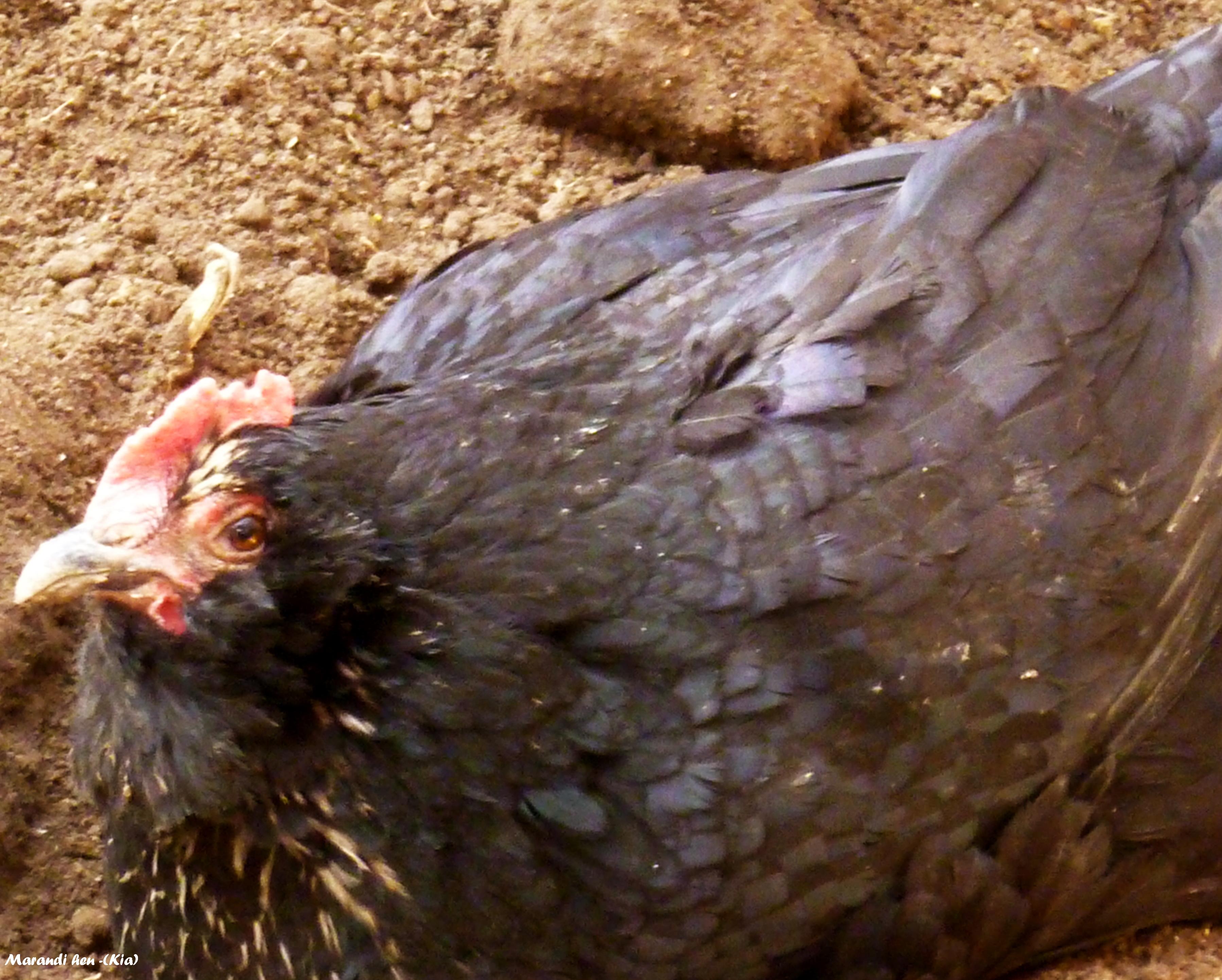 old marand hen