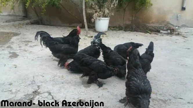 old rare breeds 
marand 
black Azerbaijan