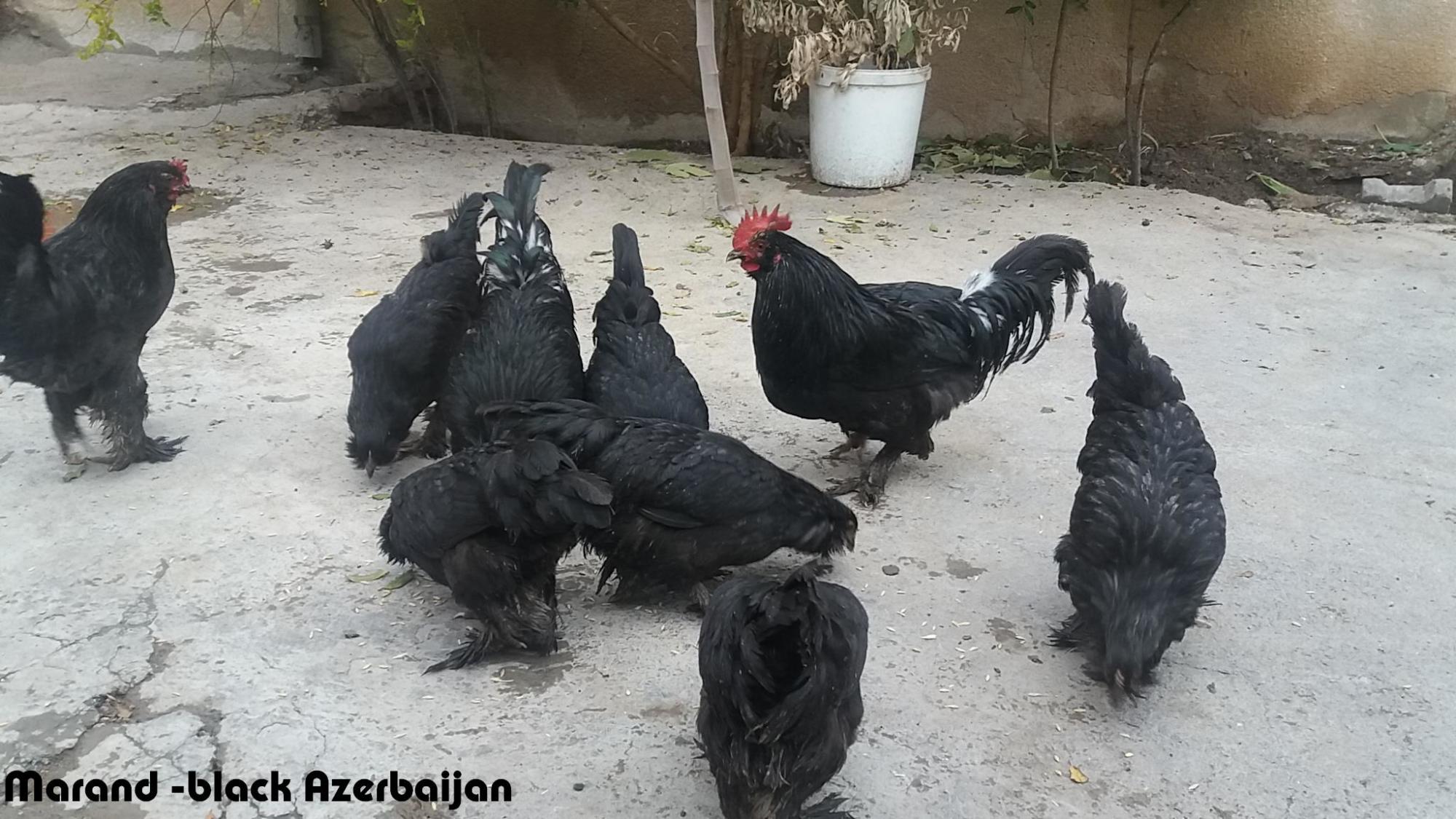 old rare breeds 
marand 
black Azerbaijan