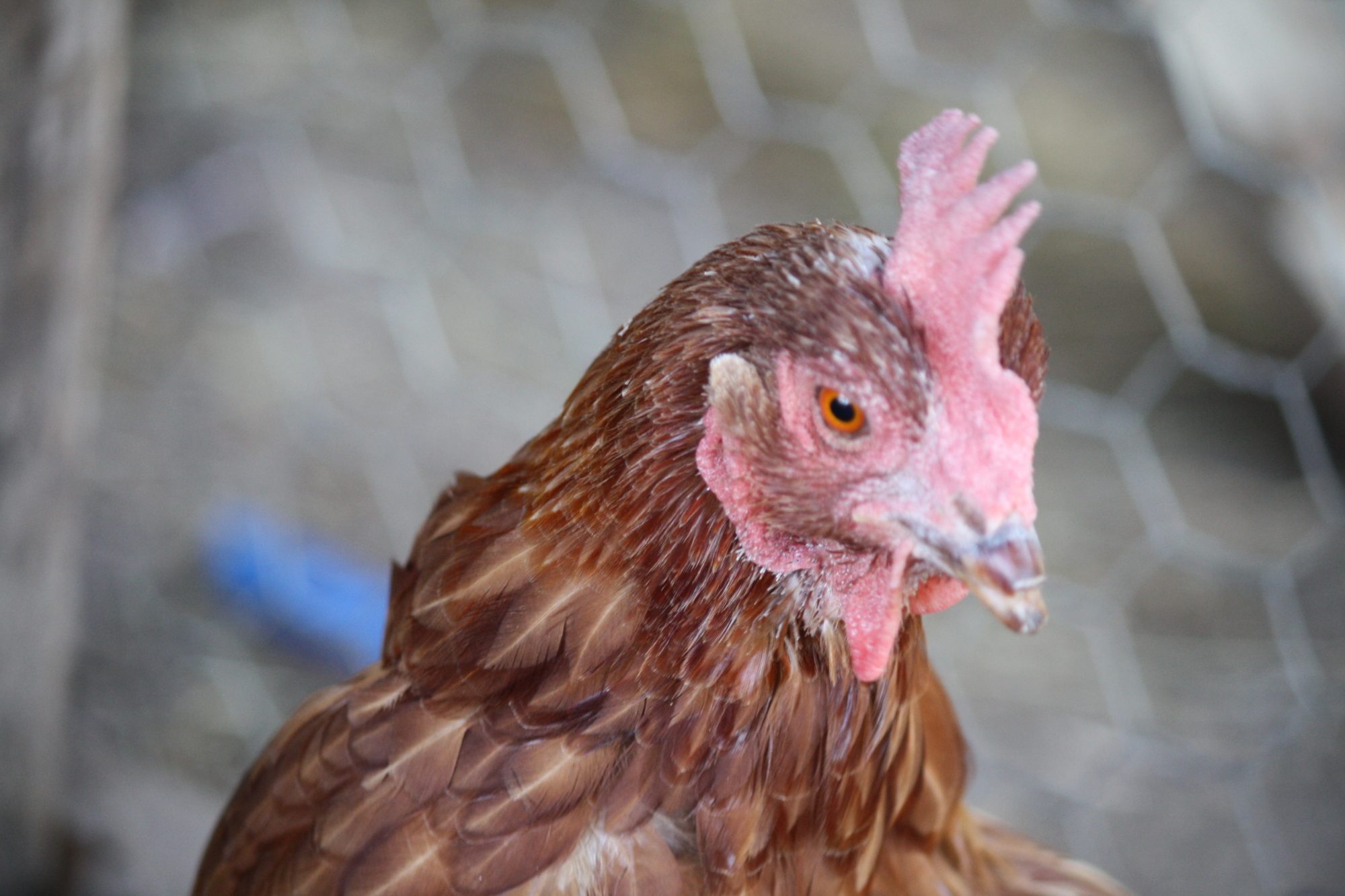 Old Red. Rescue bird