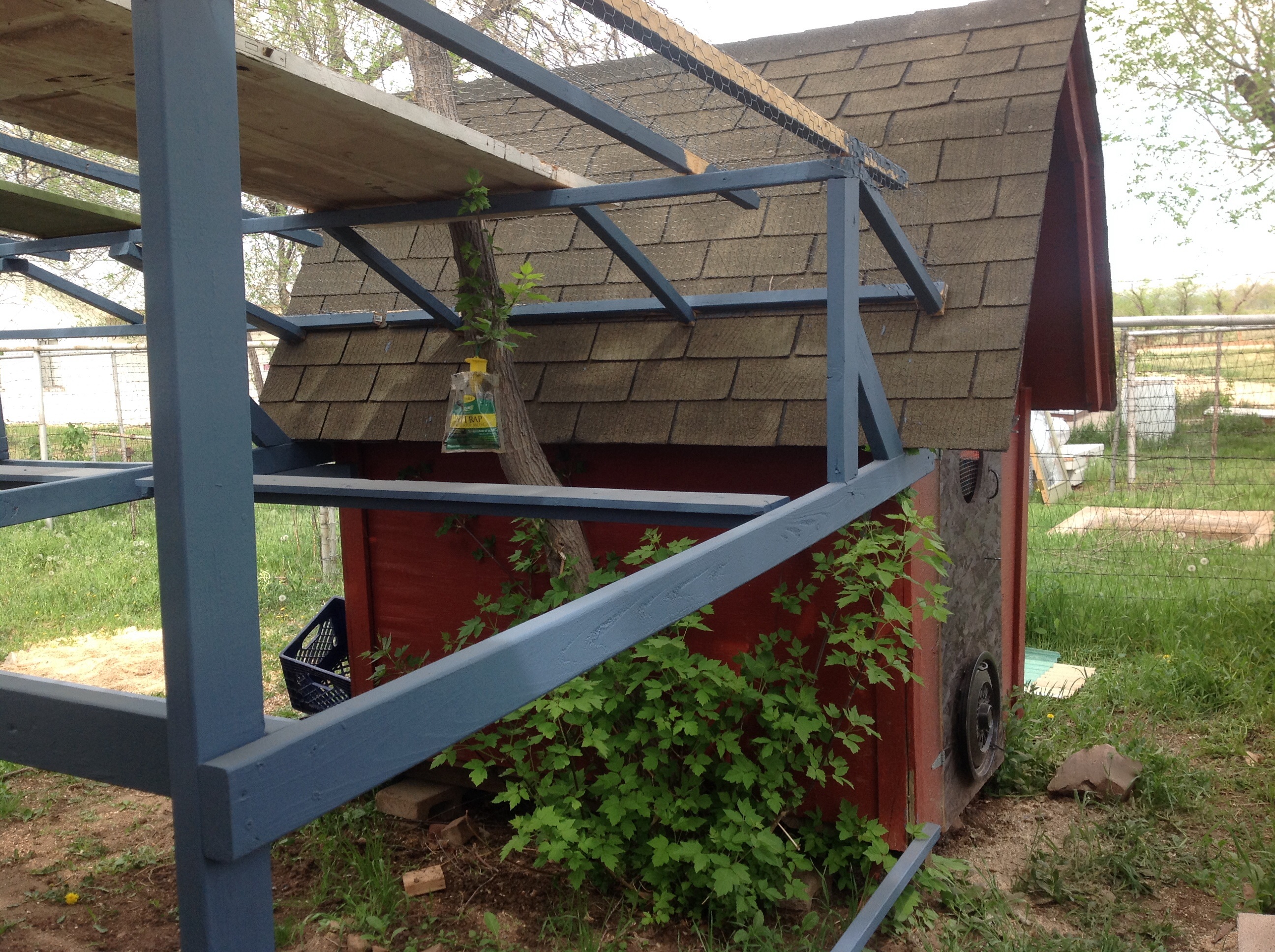 Old shed that was repurposed for a chicken coop