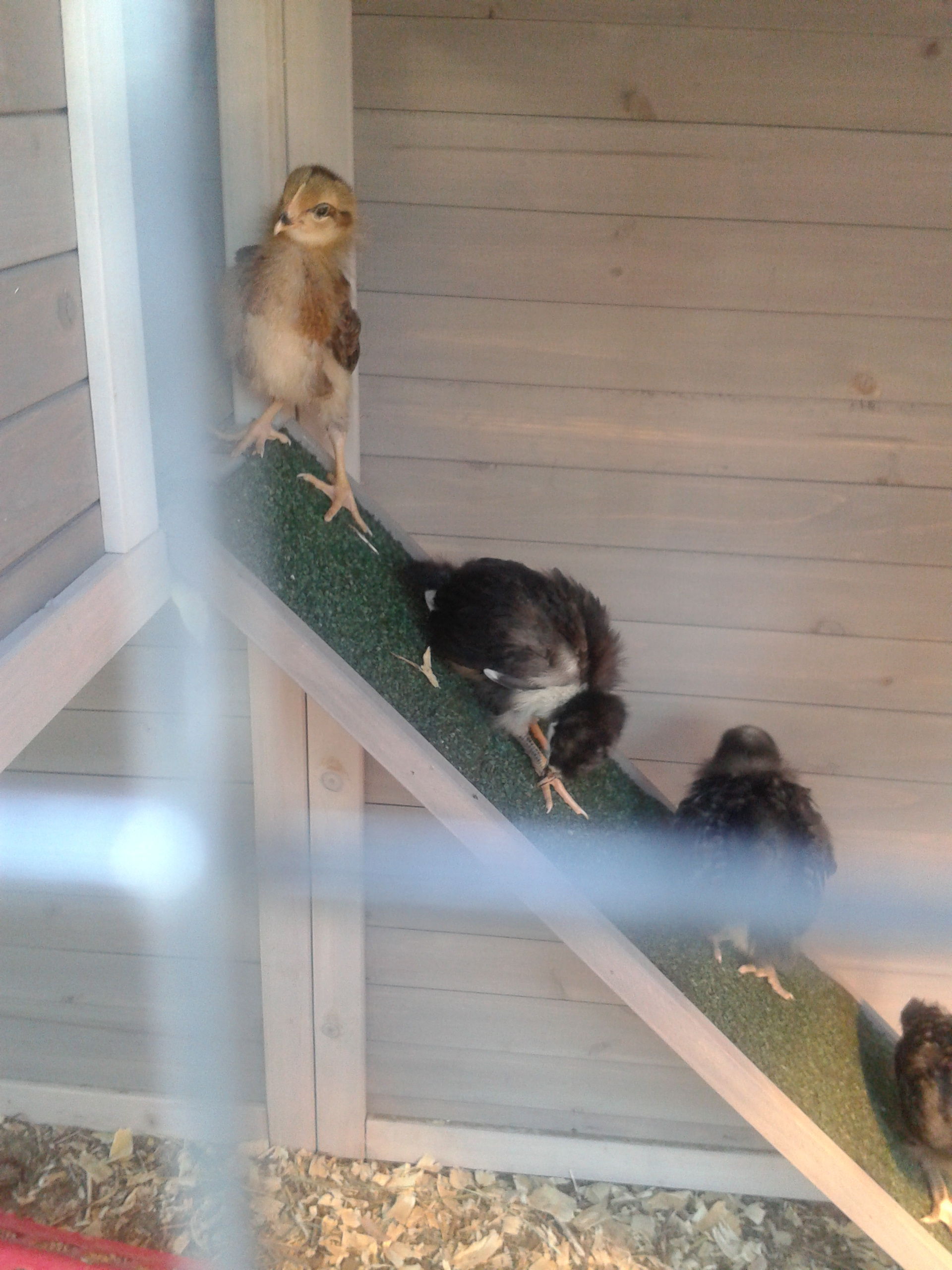 Older Chick's First time up the ramp