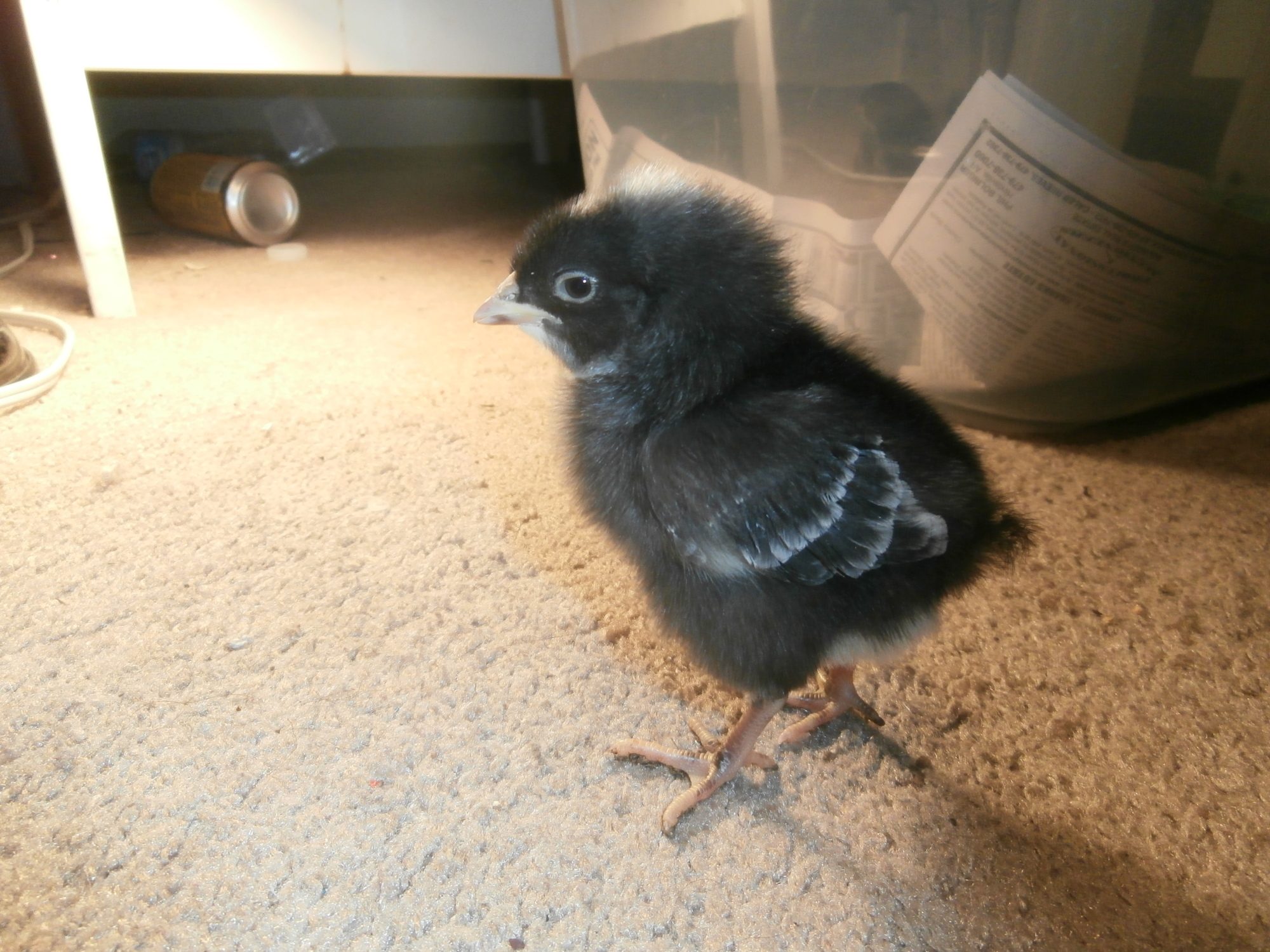 Olive, 7-10 days old.