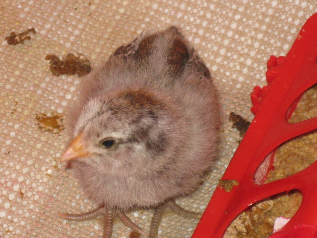 Olive: bantam EE and resident witch