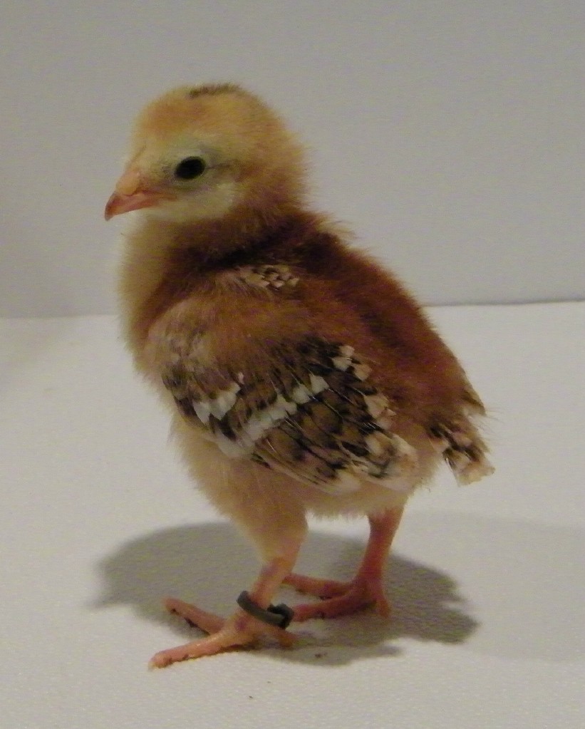 "Olive" Buckeye @ 1 week