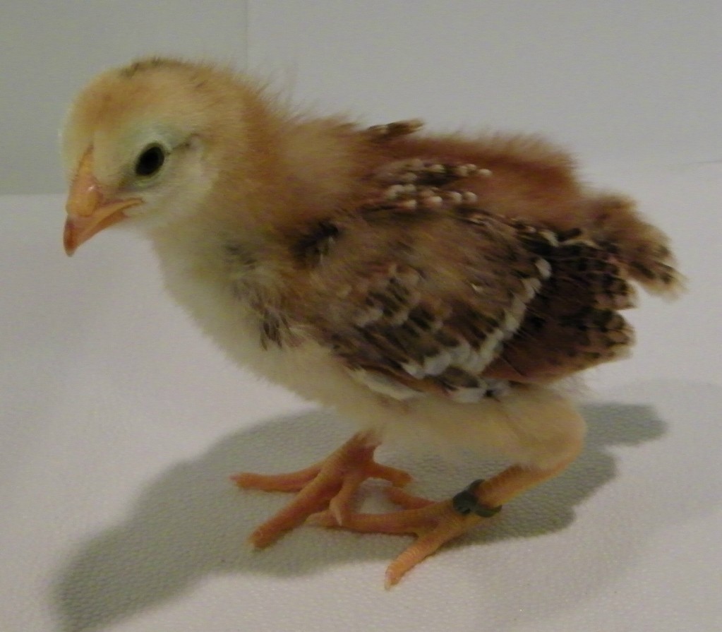 "Olive" Buckeye @ 2 weeks