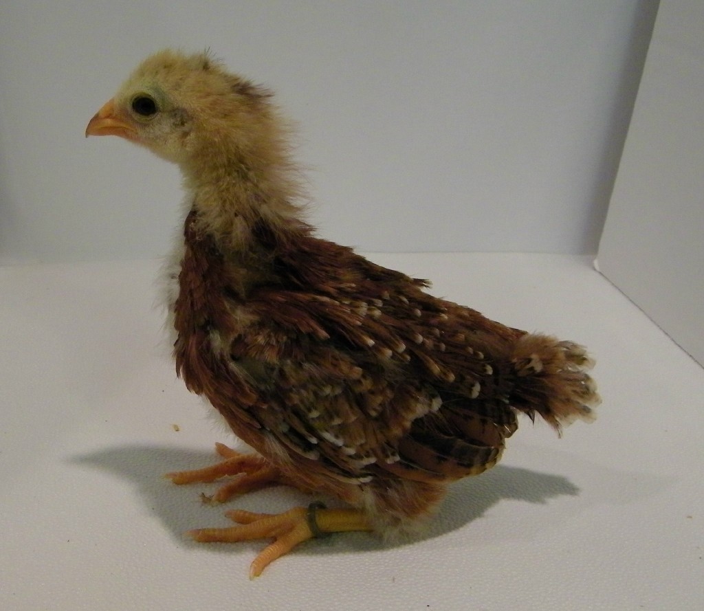 "Olive" Buckeye @ 3 weeks