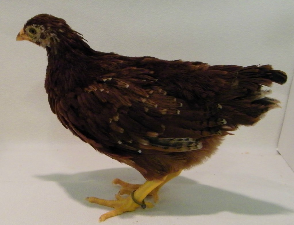 Olive Buckeye @ 6 wks