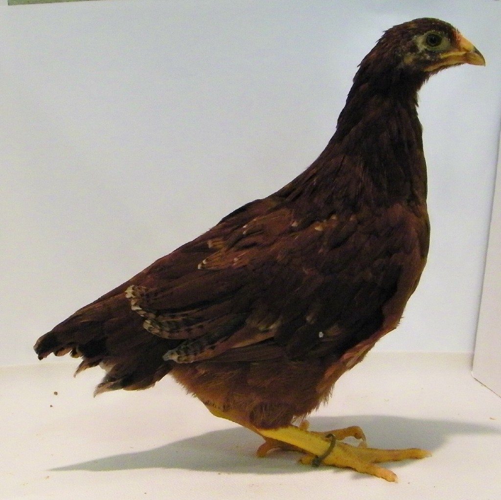 "Olive" Buckeye @ 7 wks